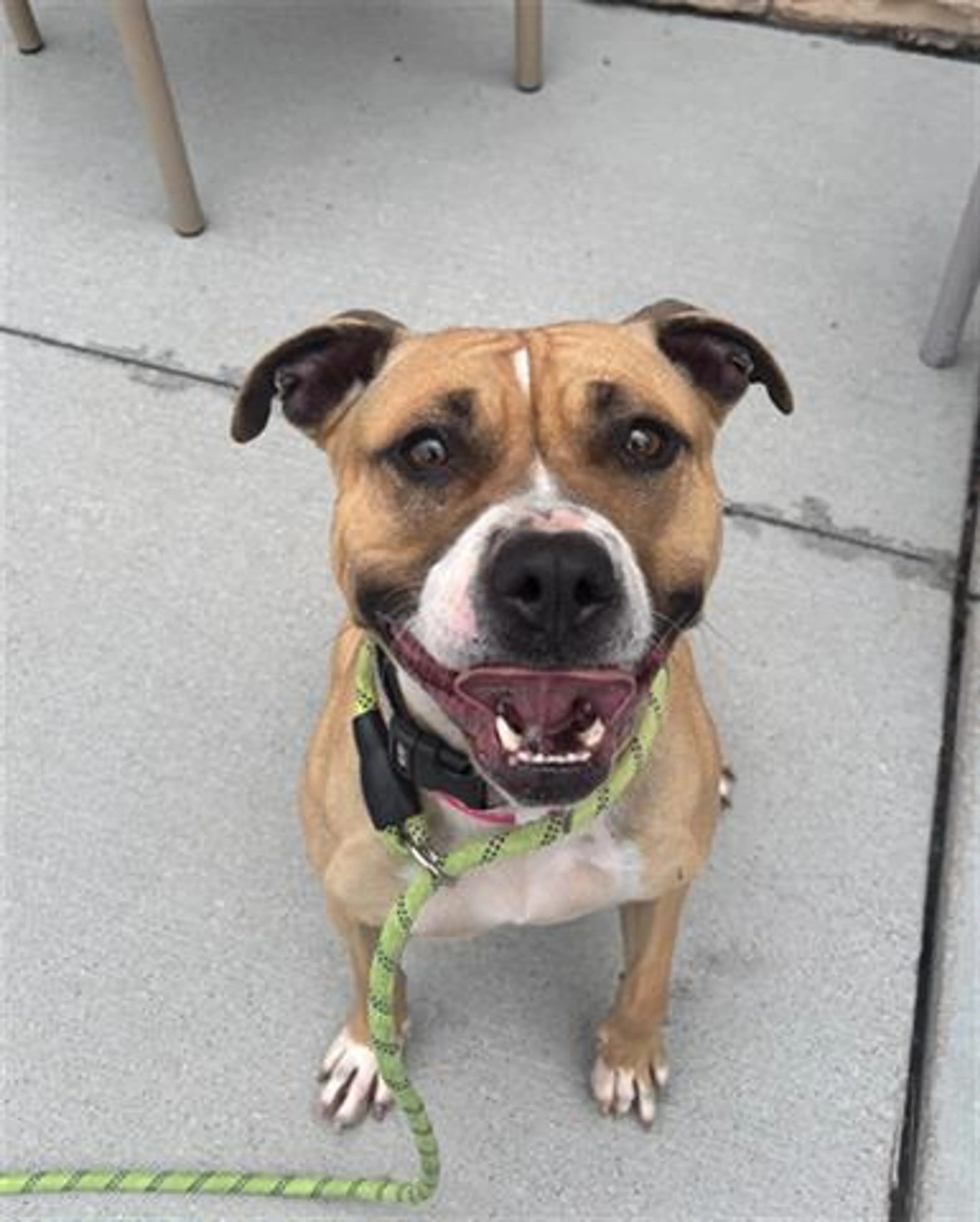 Found pet