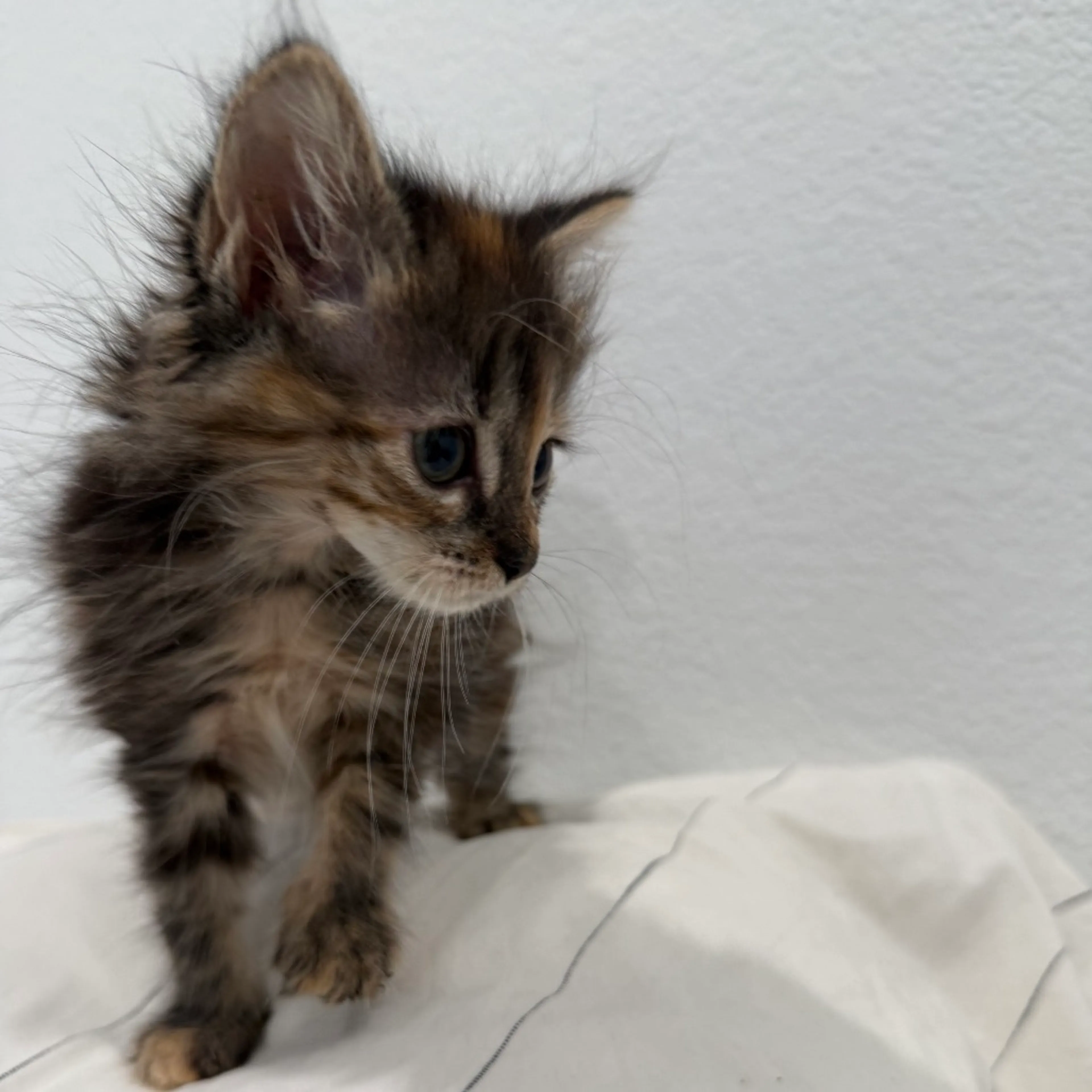 Found pet-4