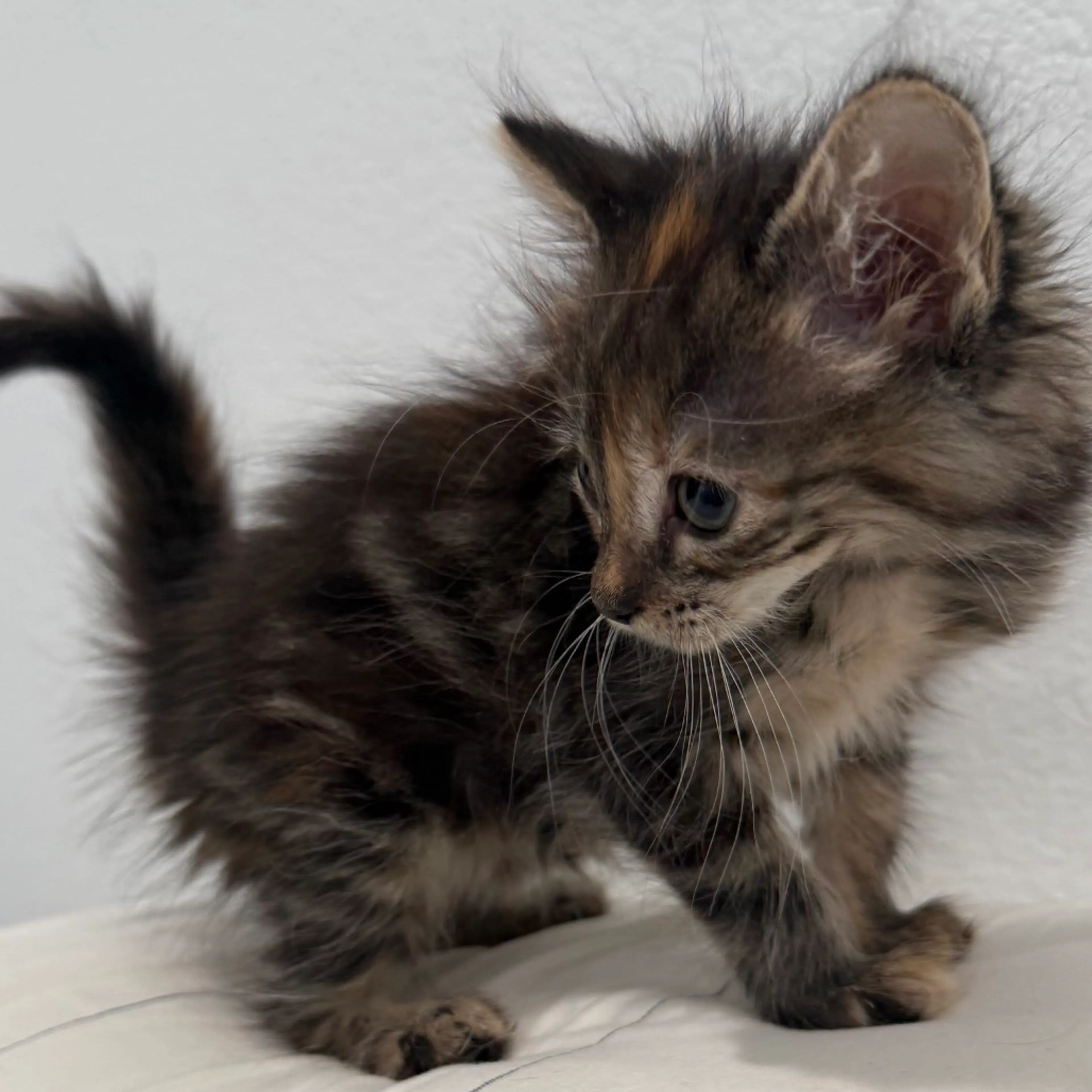Found pet-2