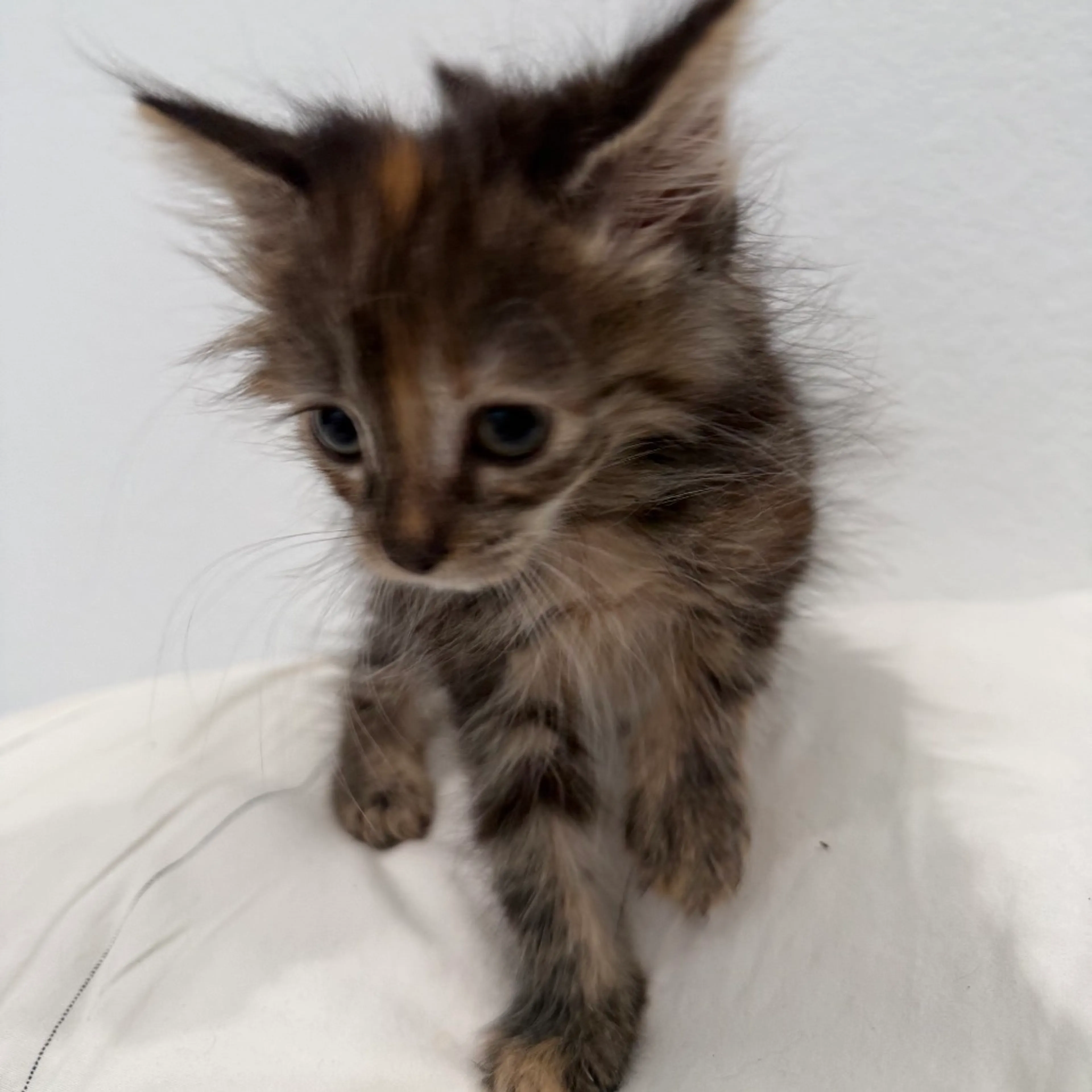 Found pet-3