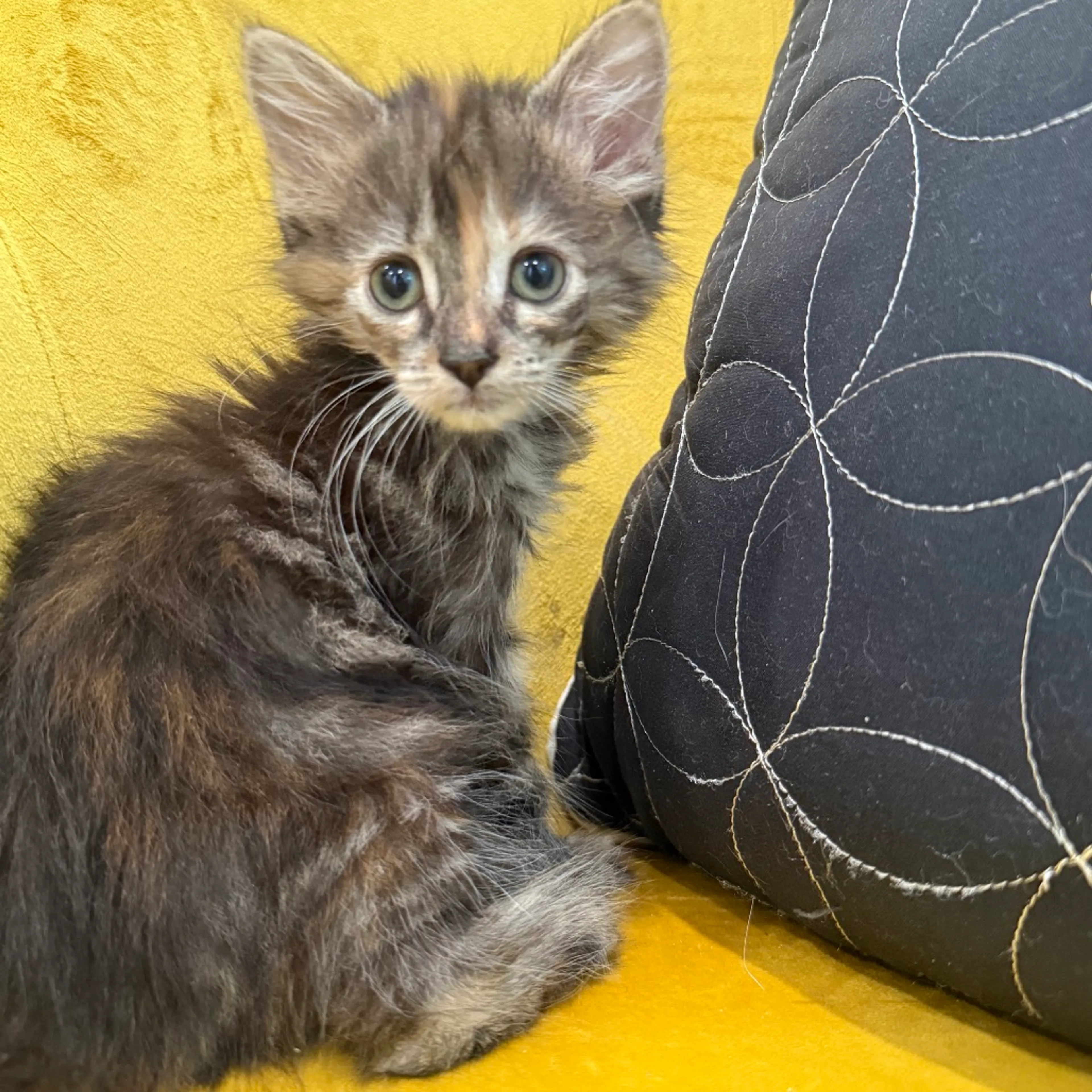 Found pet-6