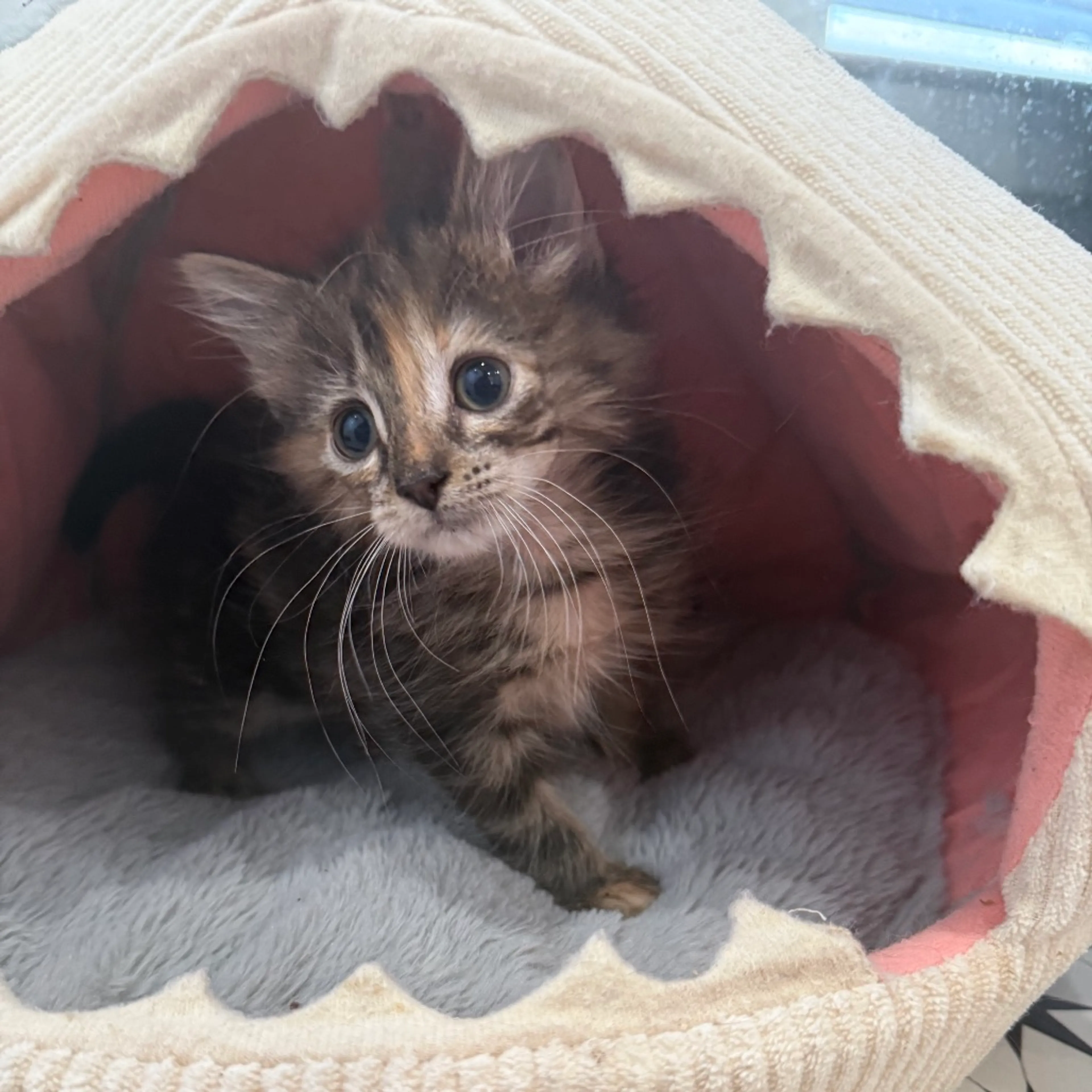 Found pet-1