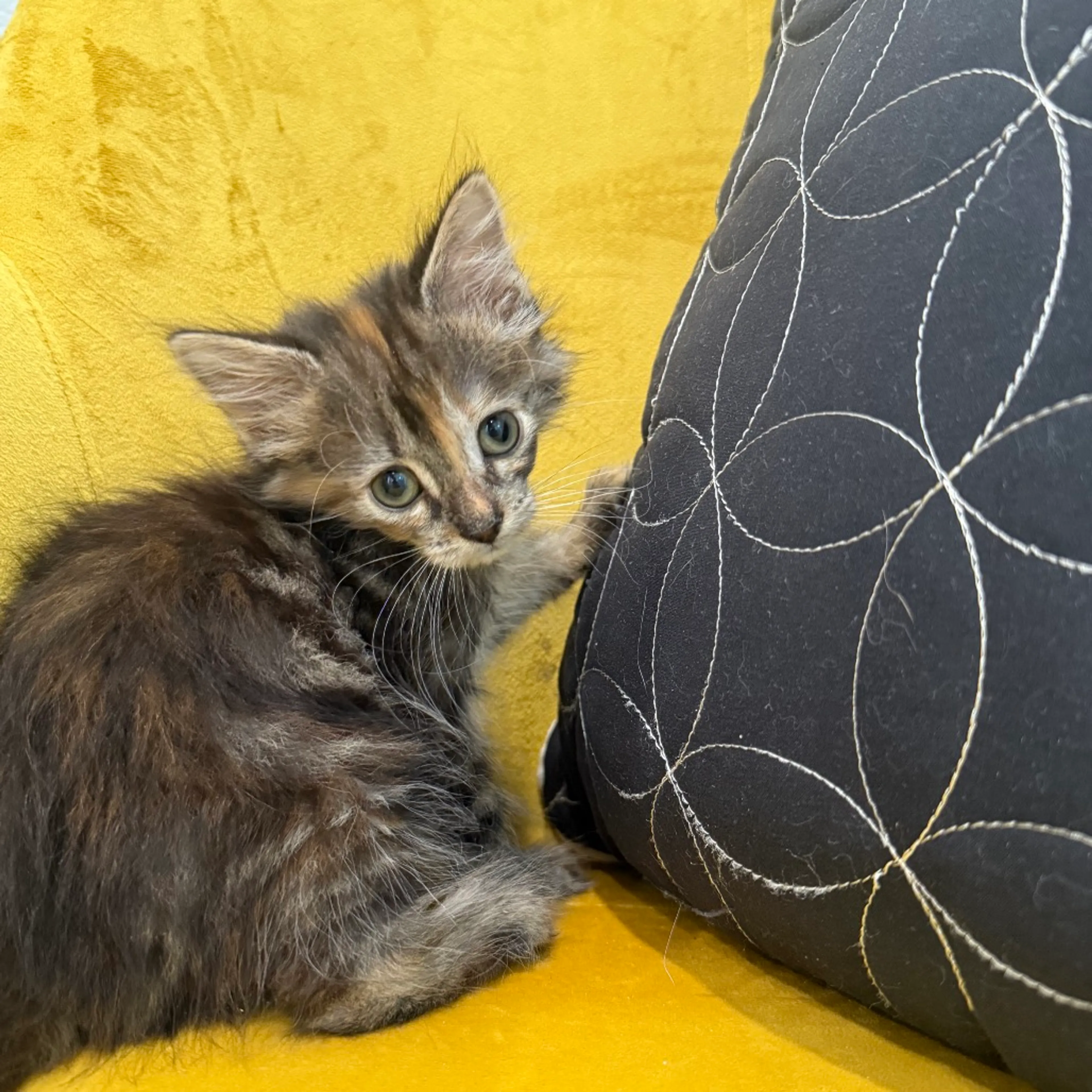 Found pet-5
