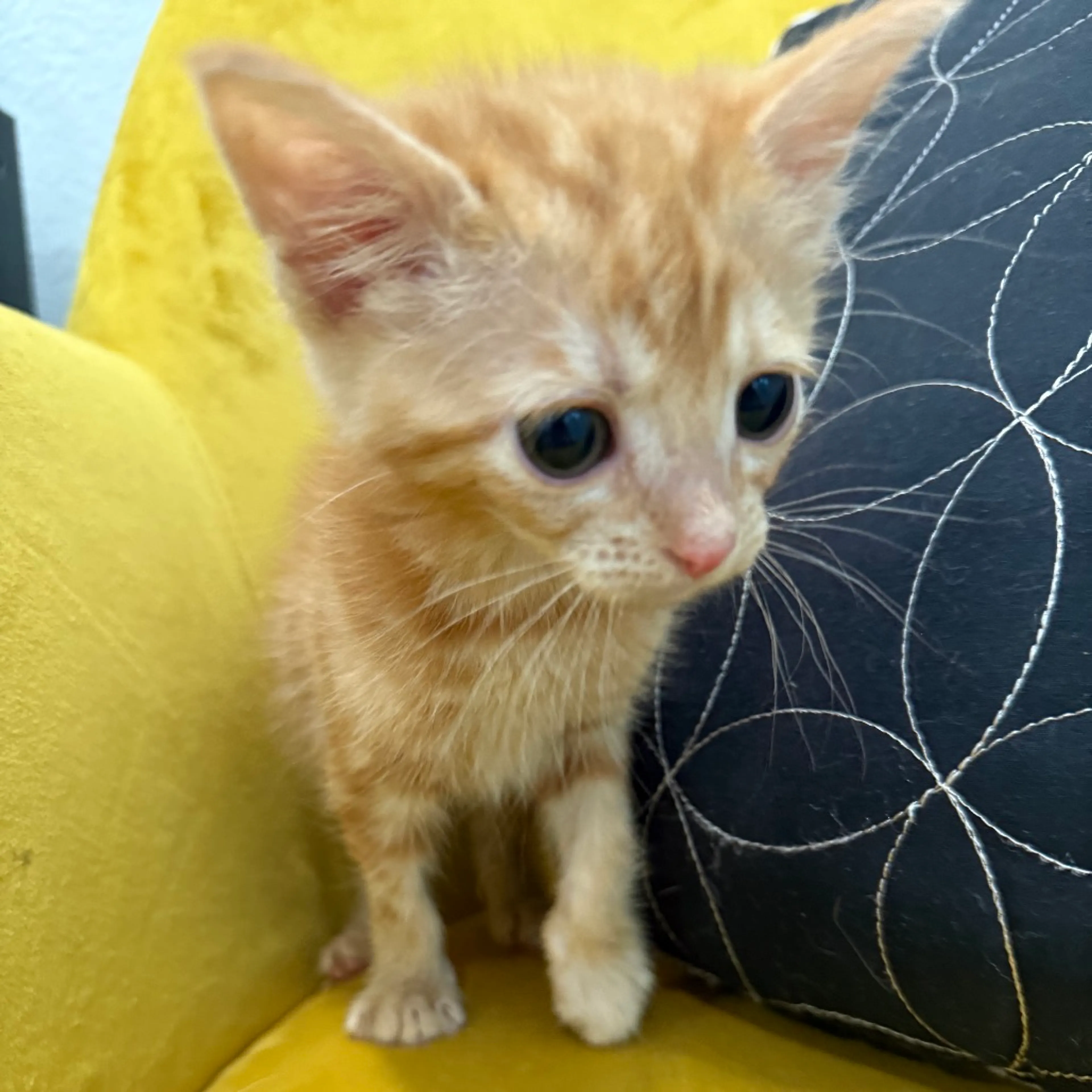 Found pet-4
