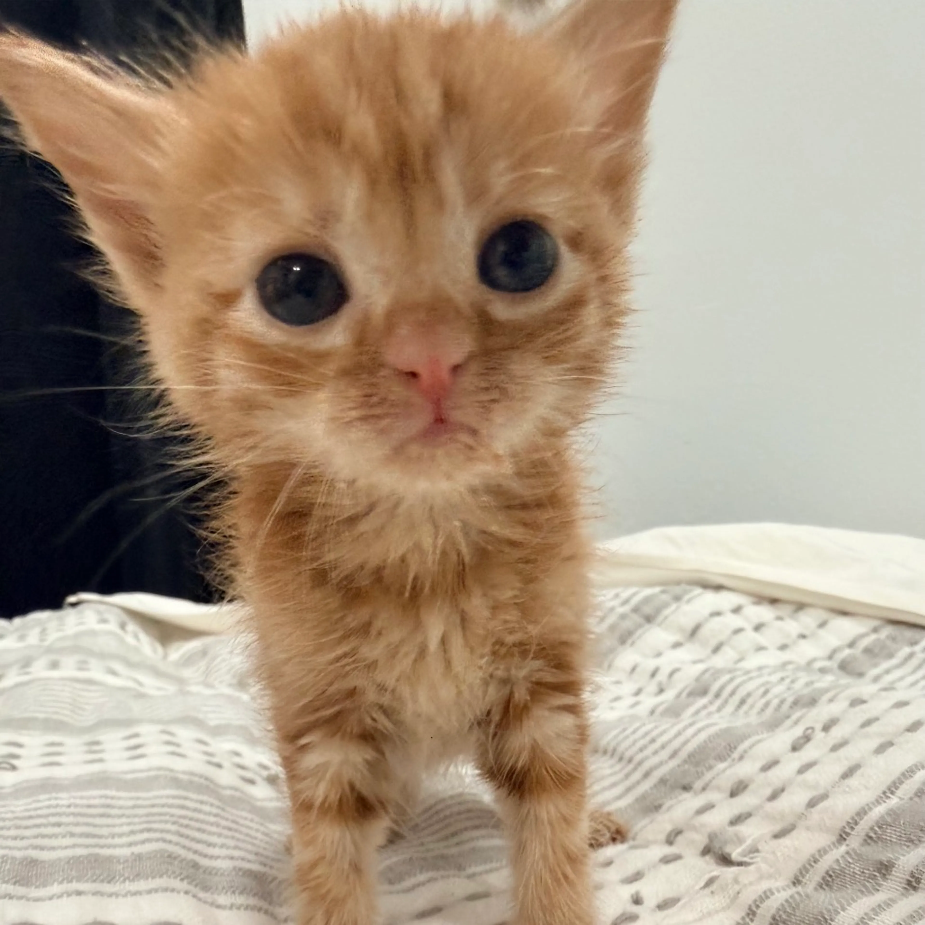 Found pet-2
