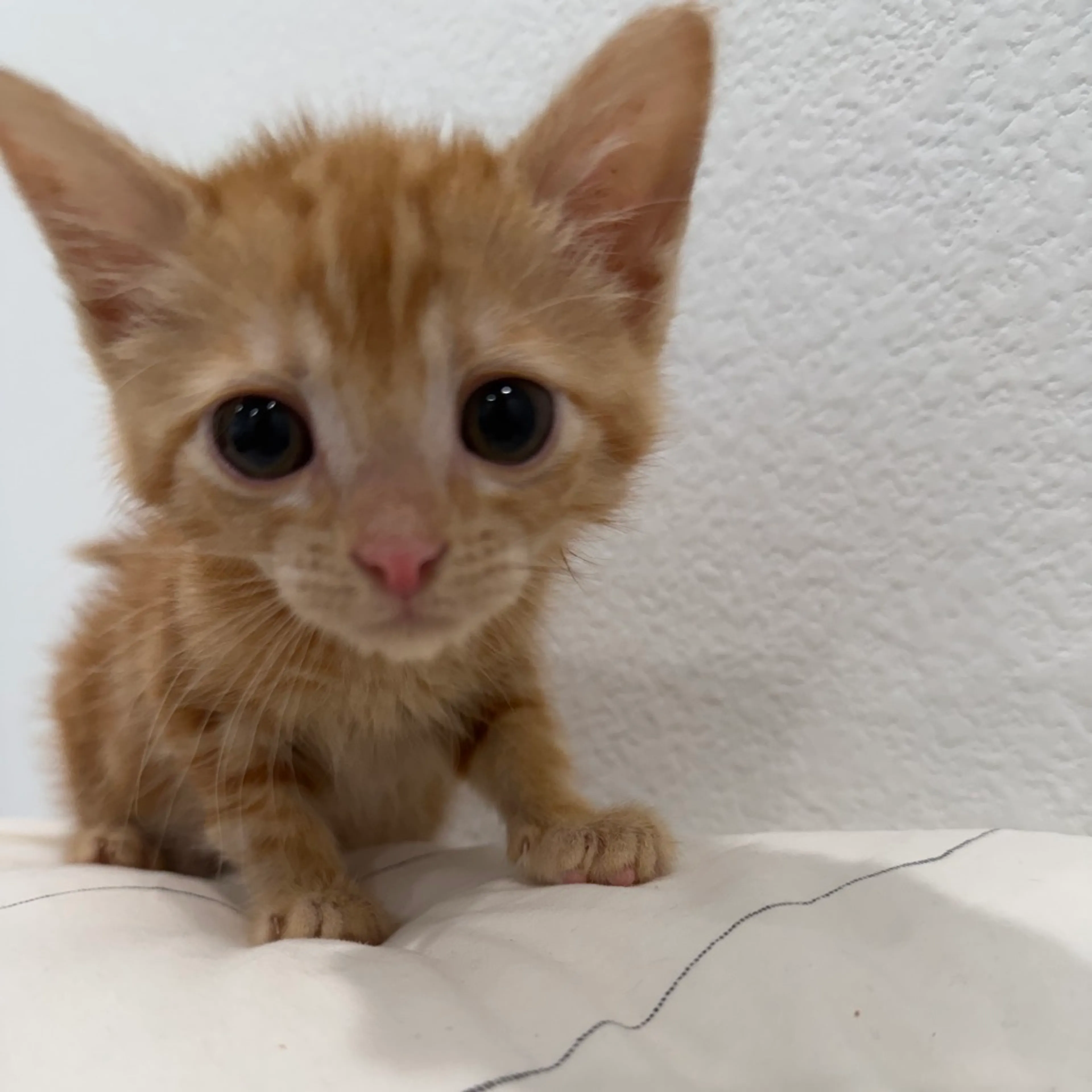 Found pet-6
