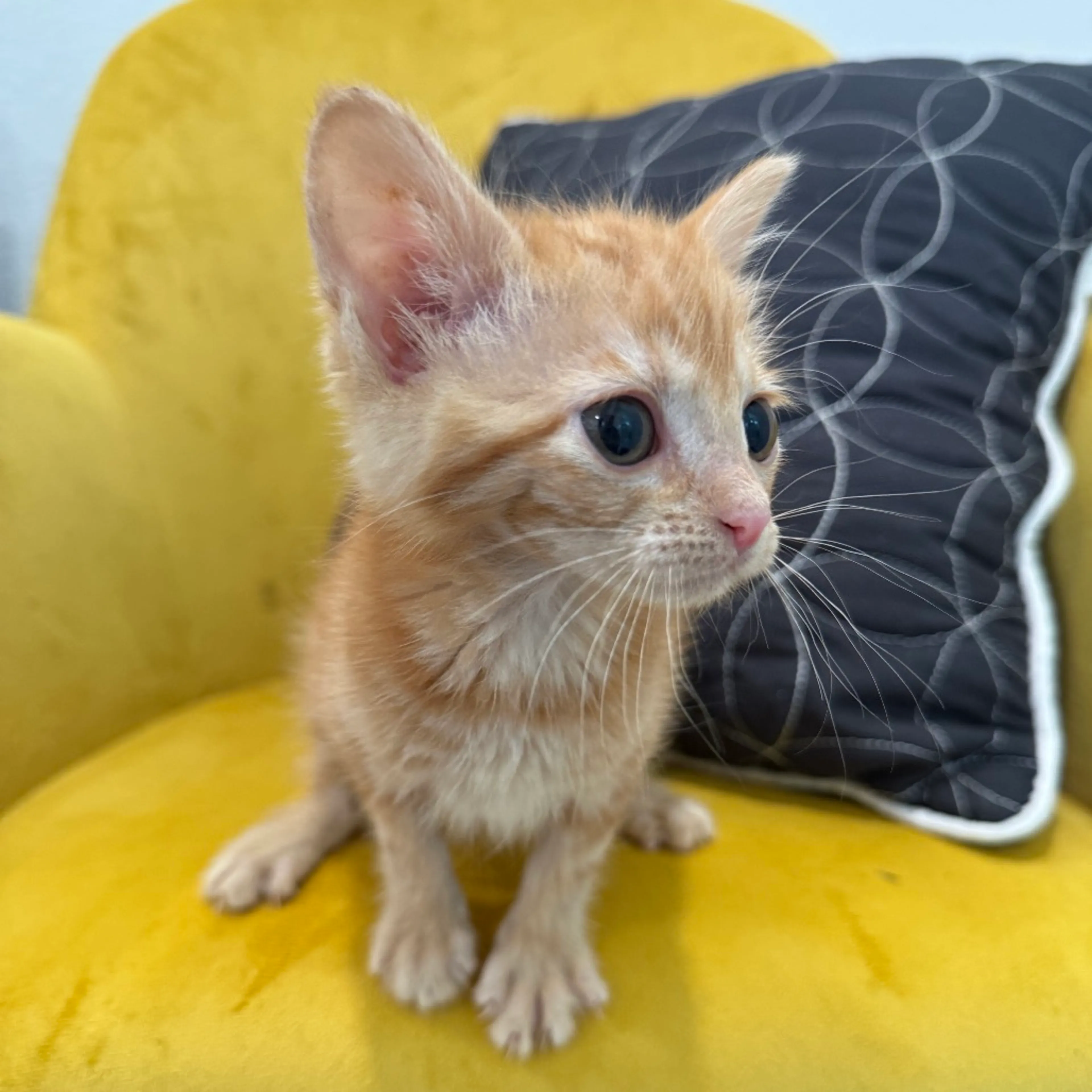 Found pet-5
