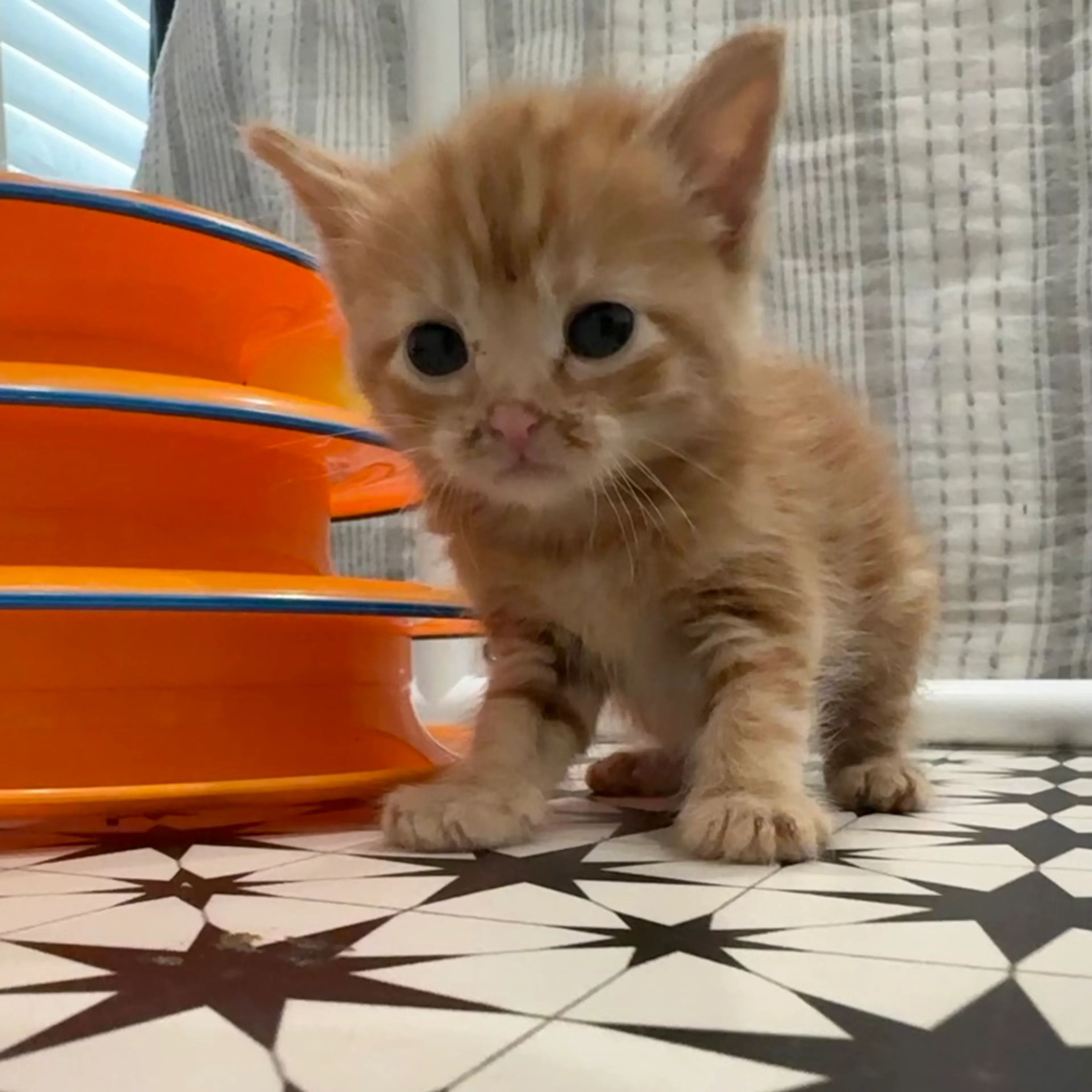 Found pet-1