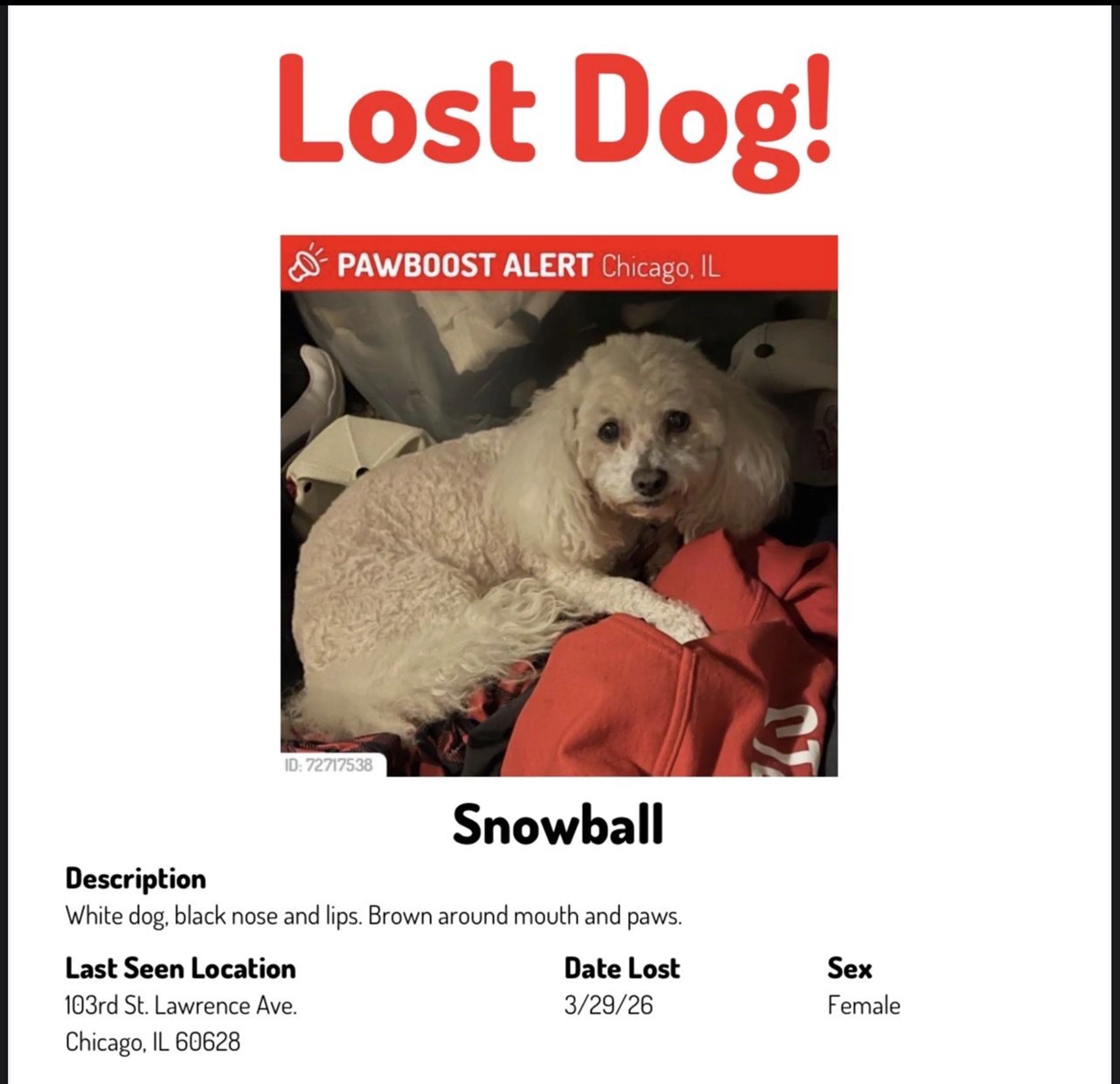 Lost pet