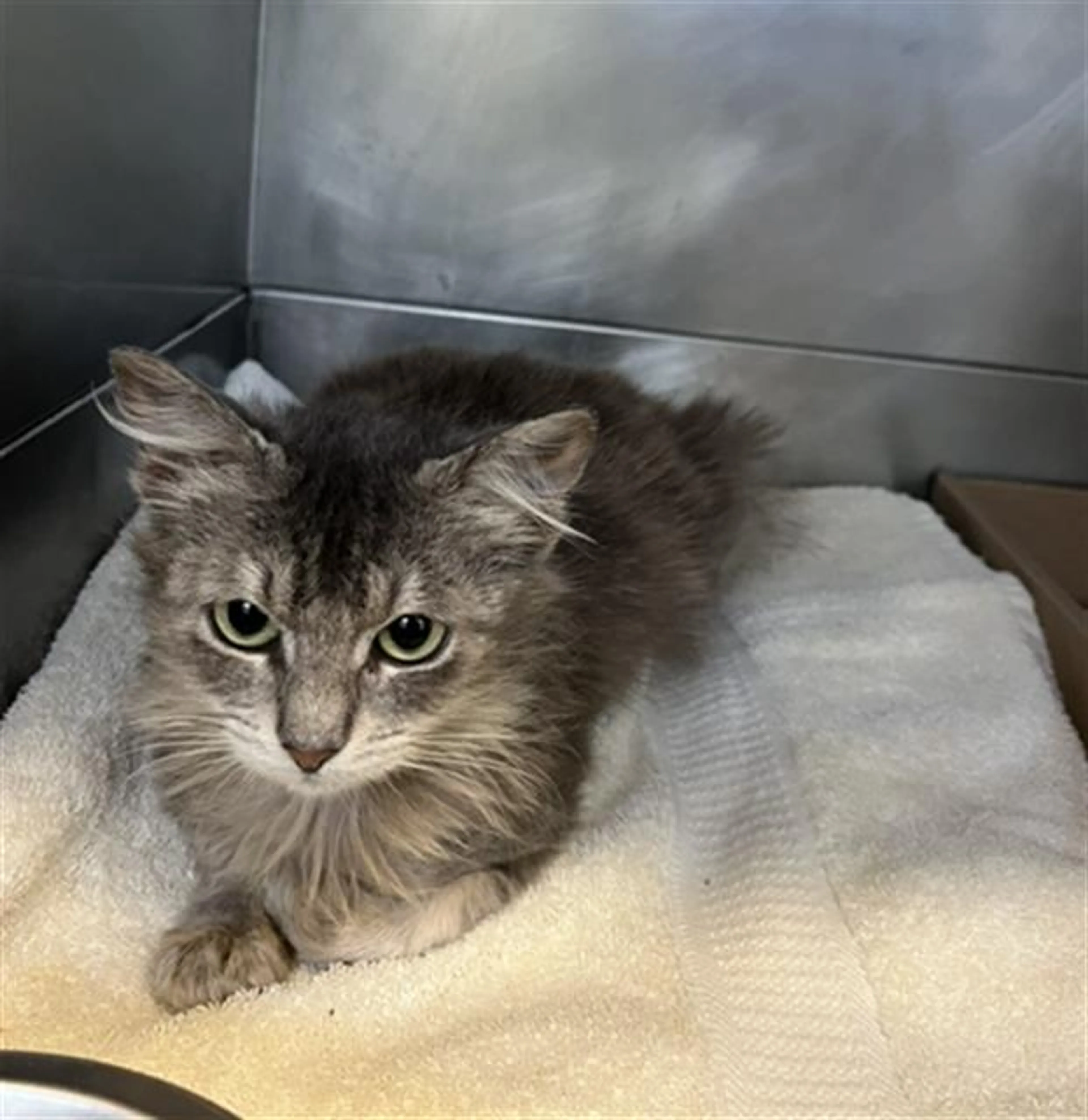 Found pet