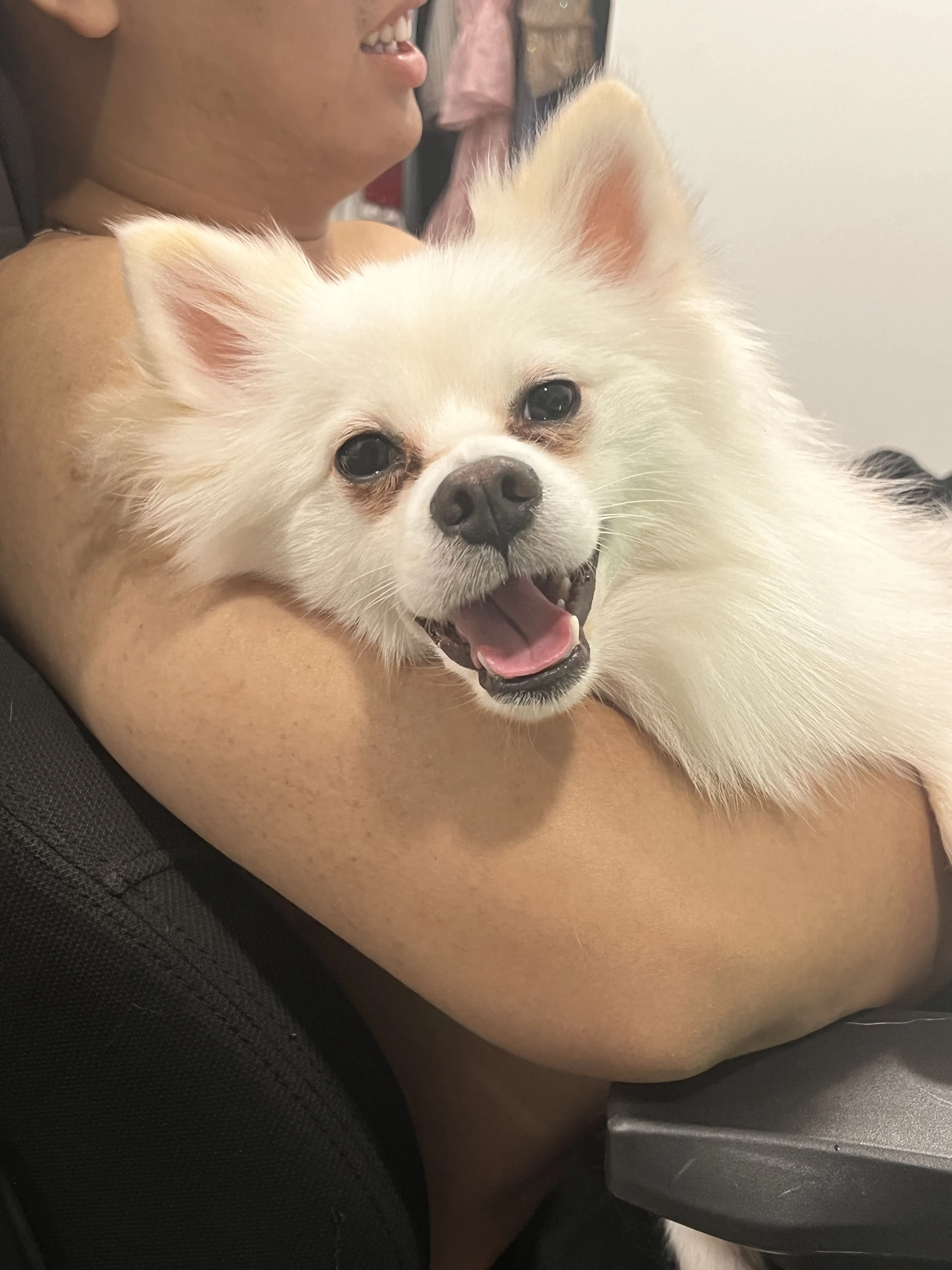 Lost pet