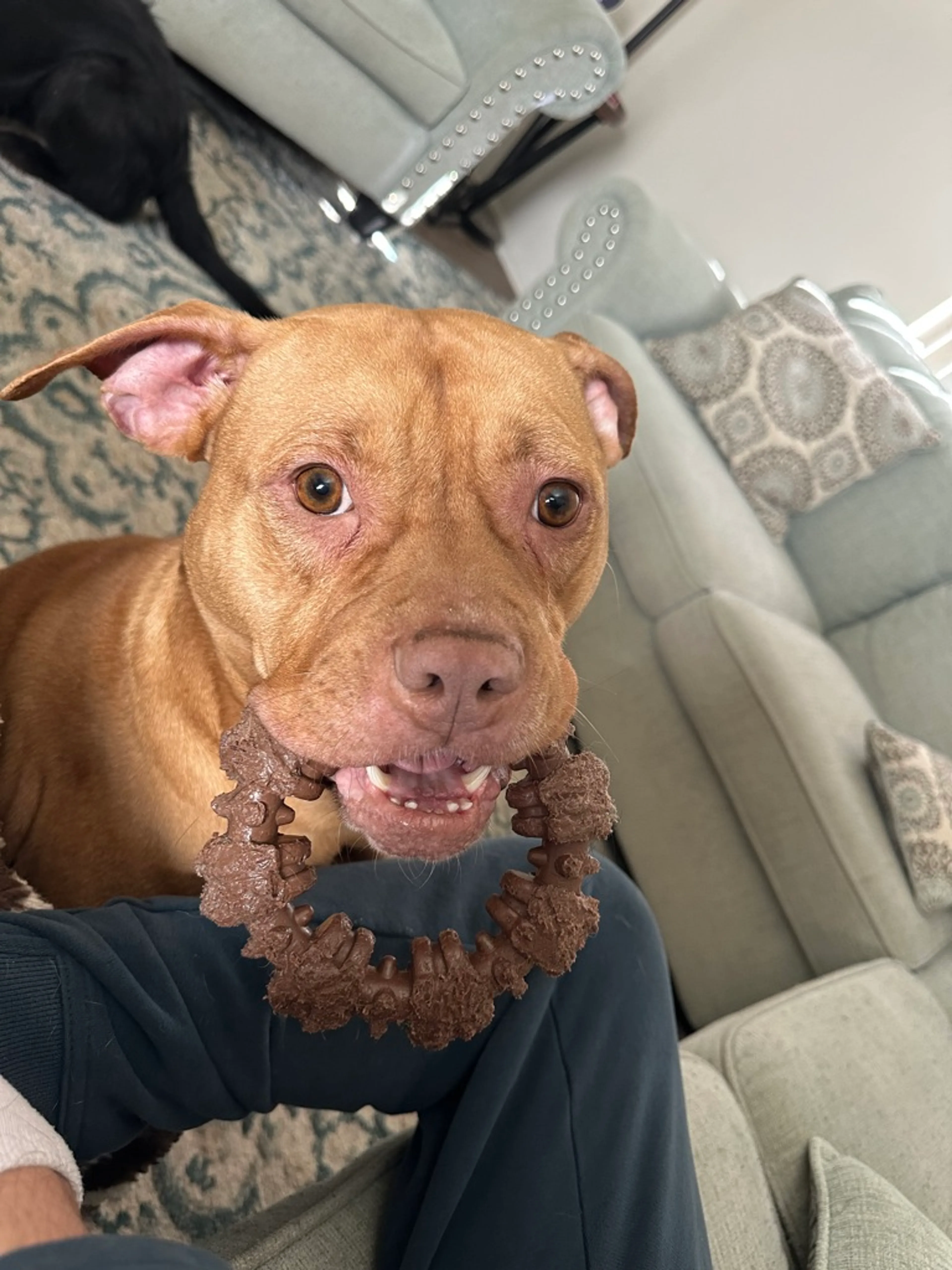 Found pet-5