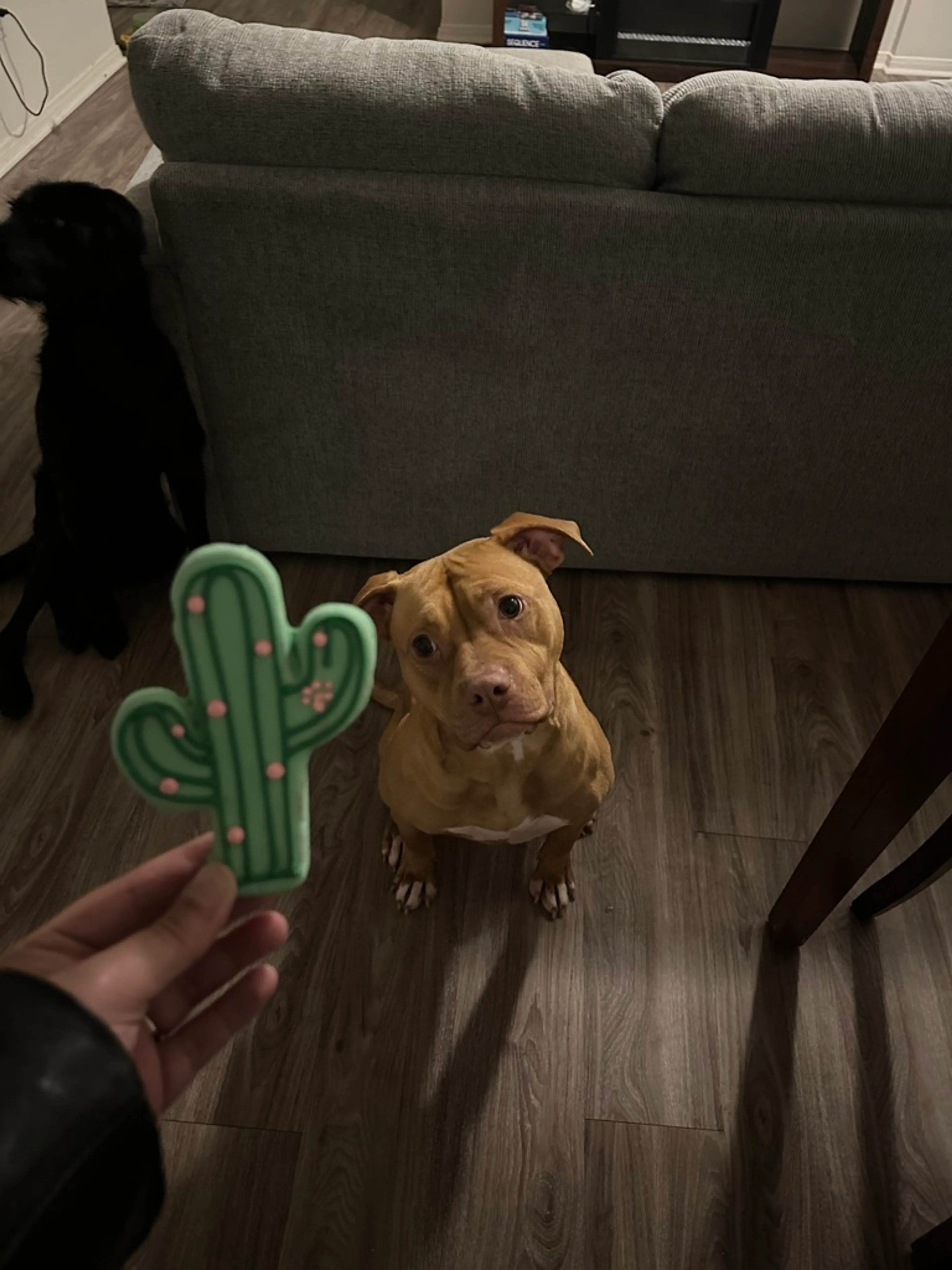 Found pet-7