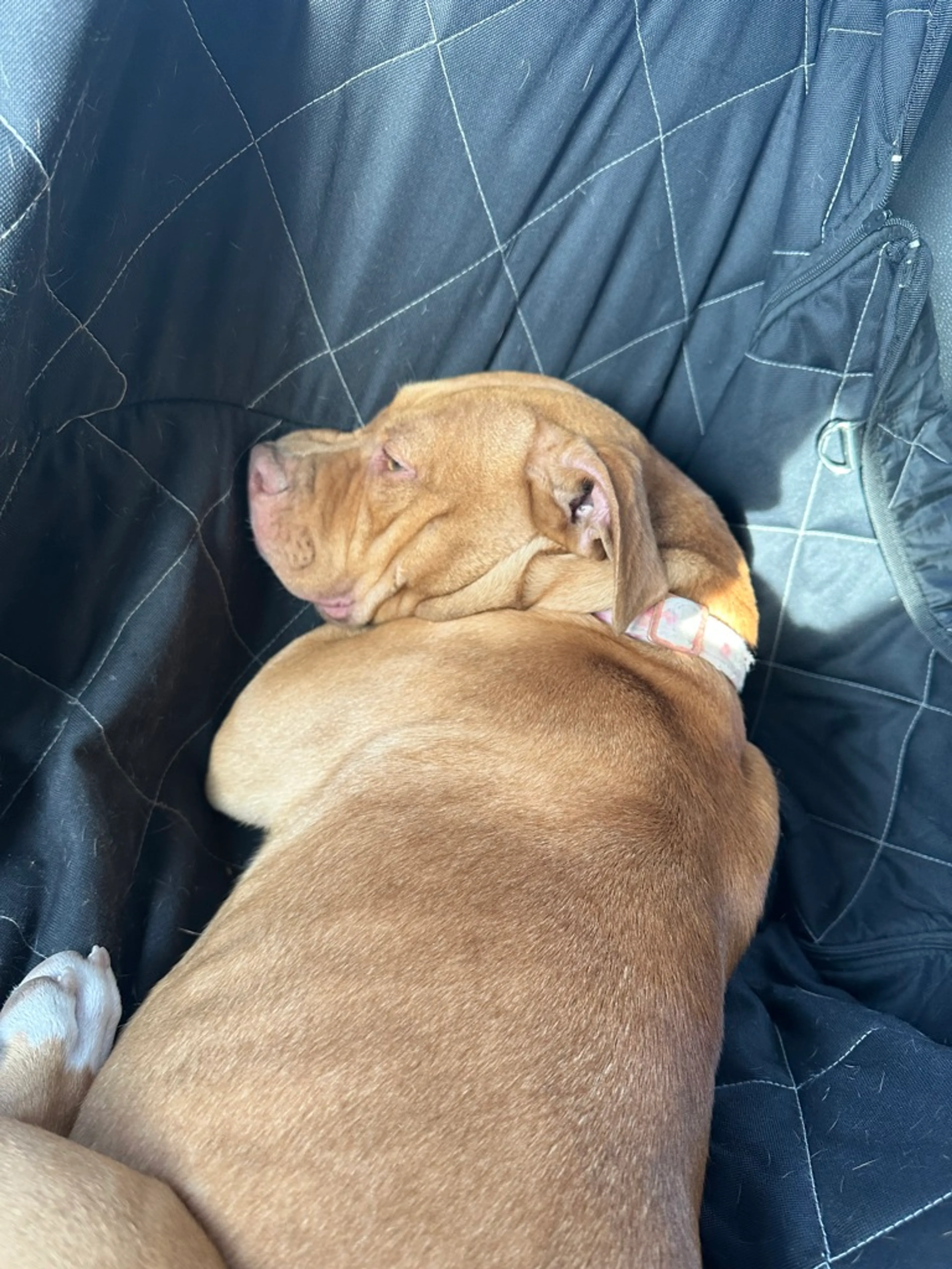 Found pet-3