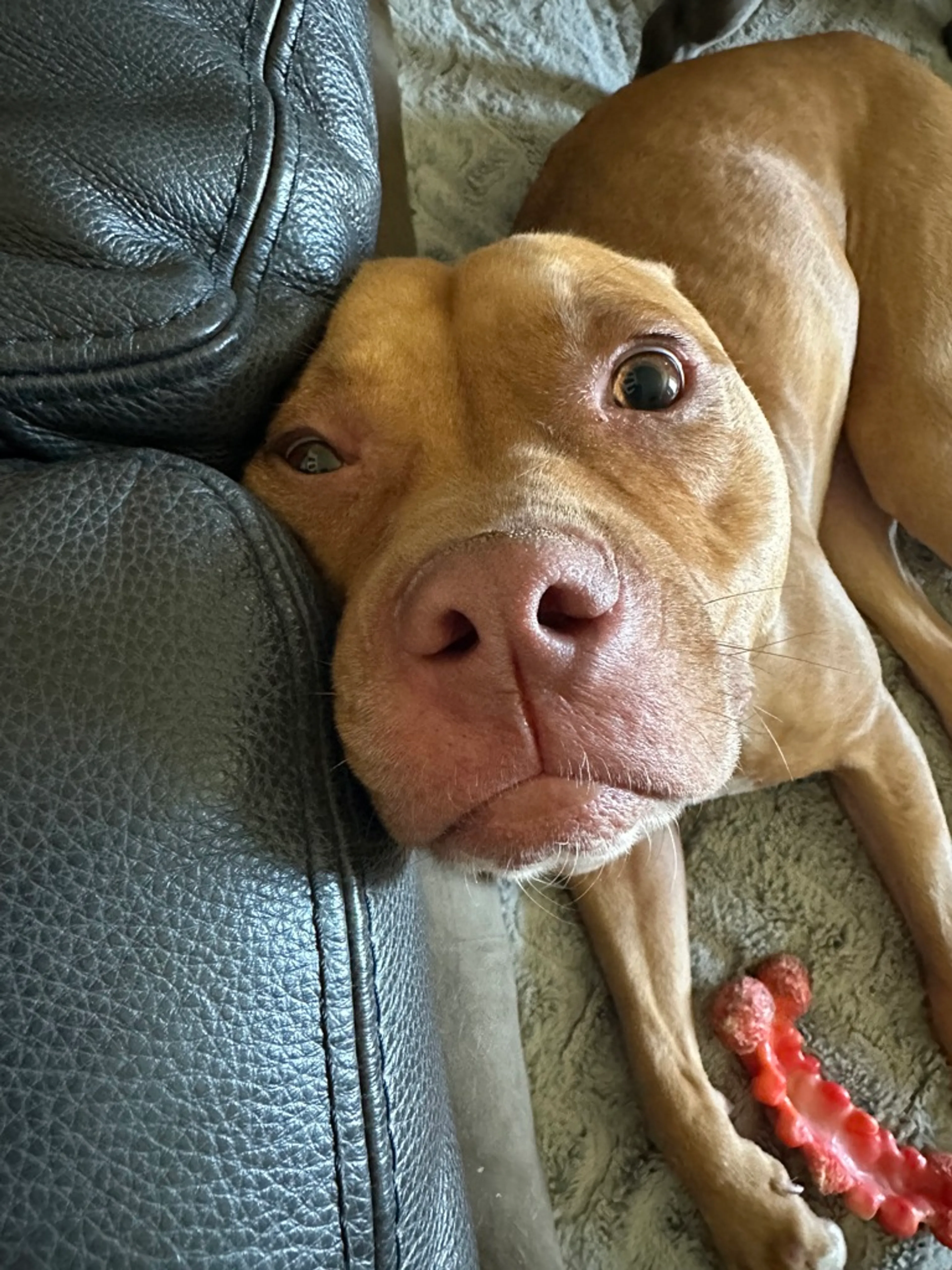 Found pet-4
