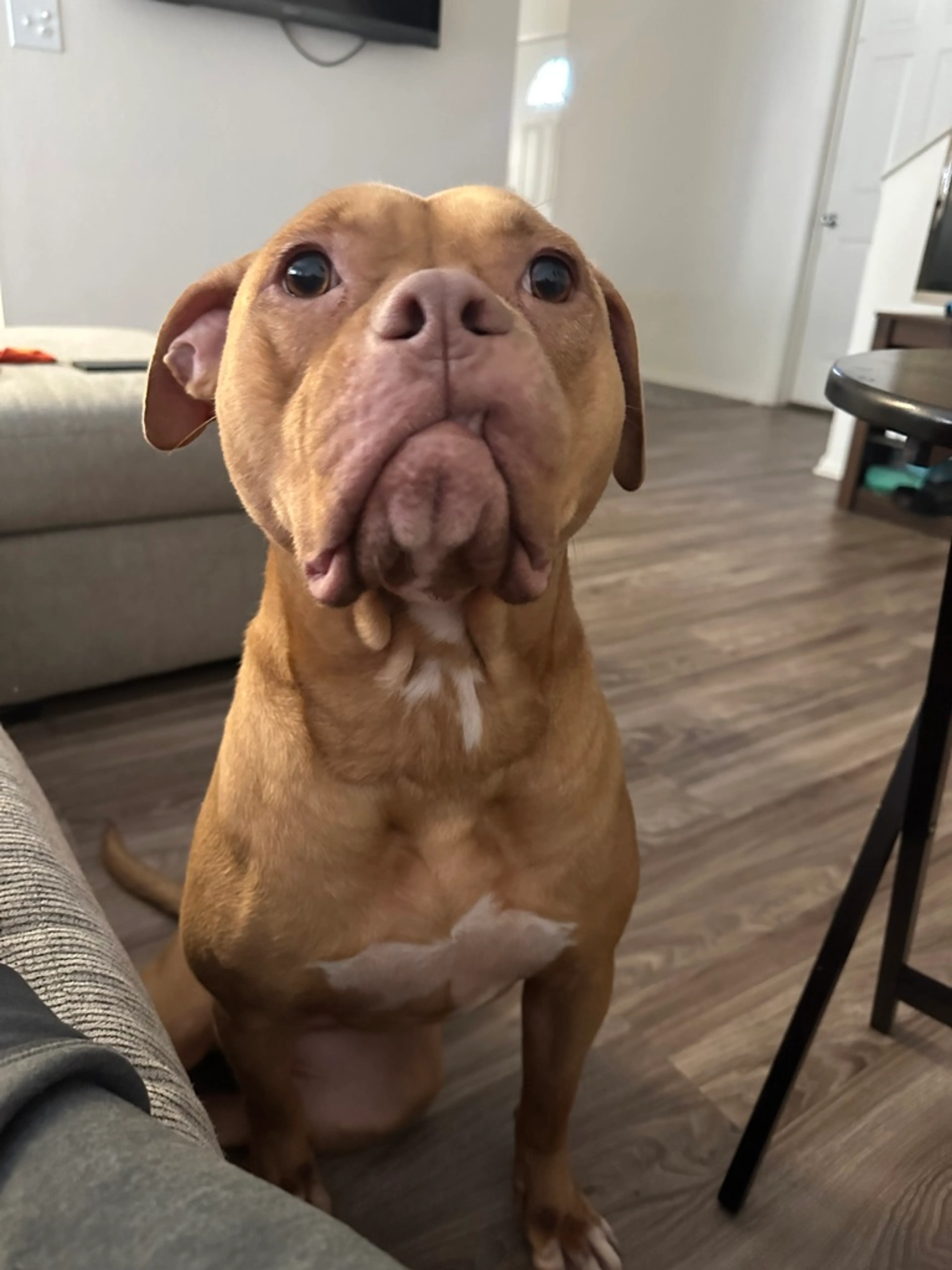 Found pet-6