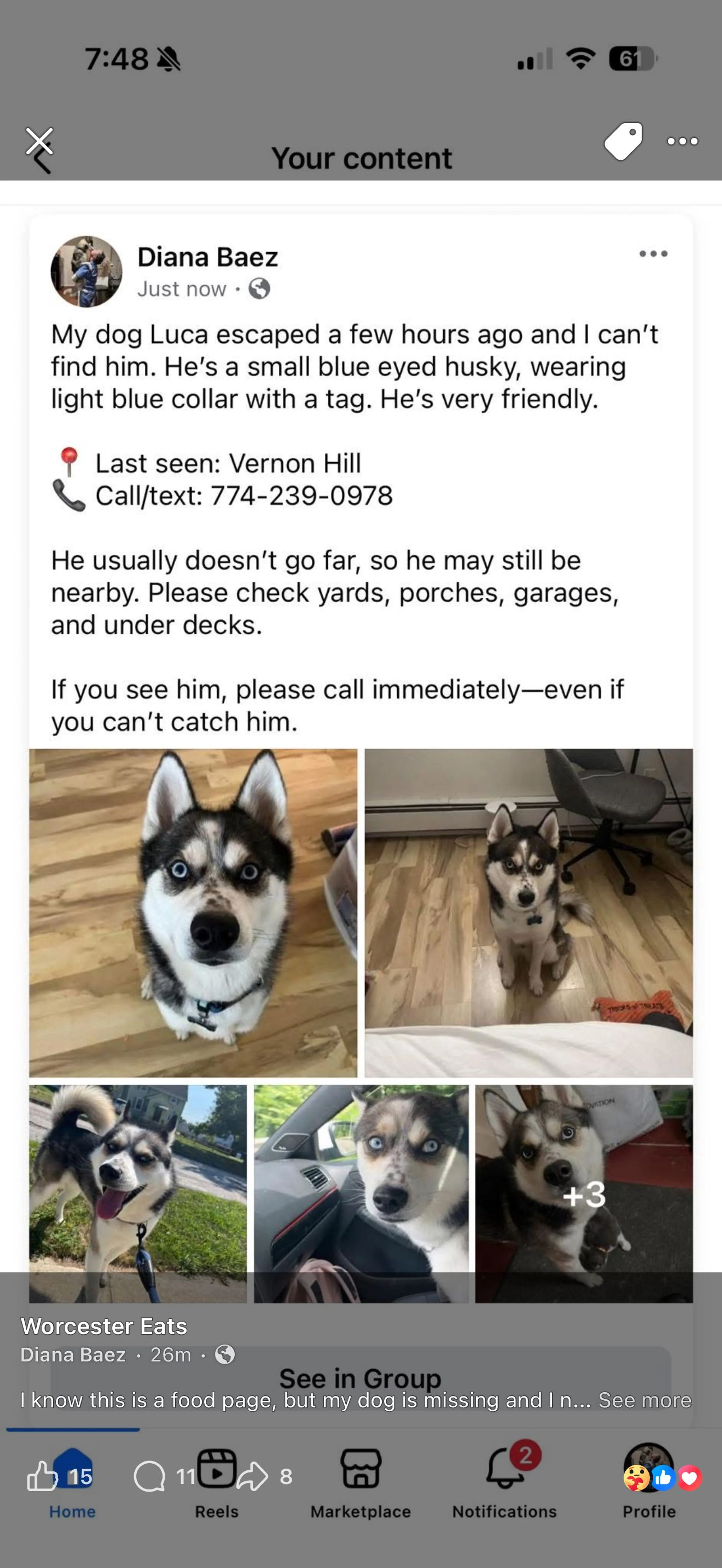 Lost pet