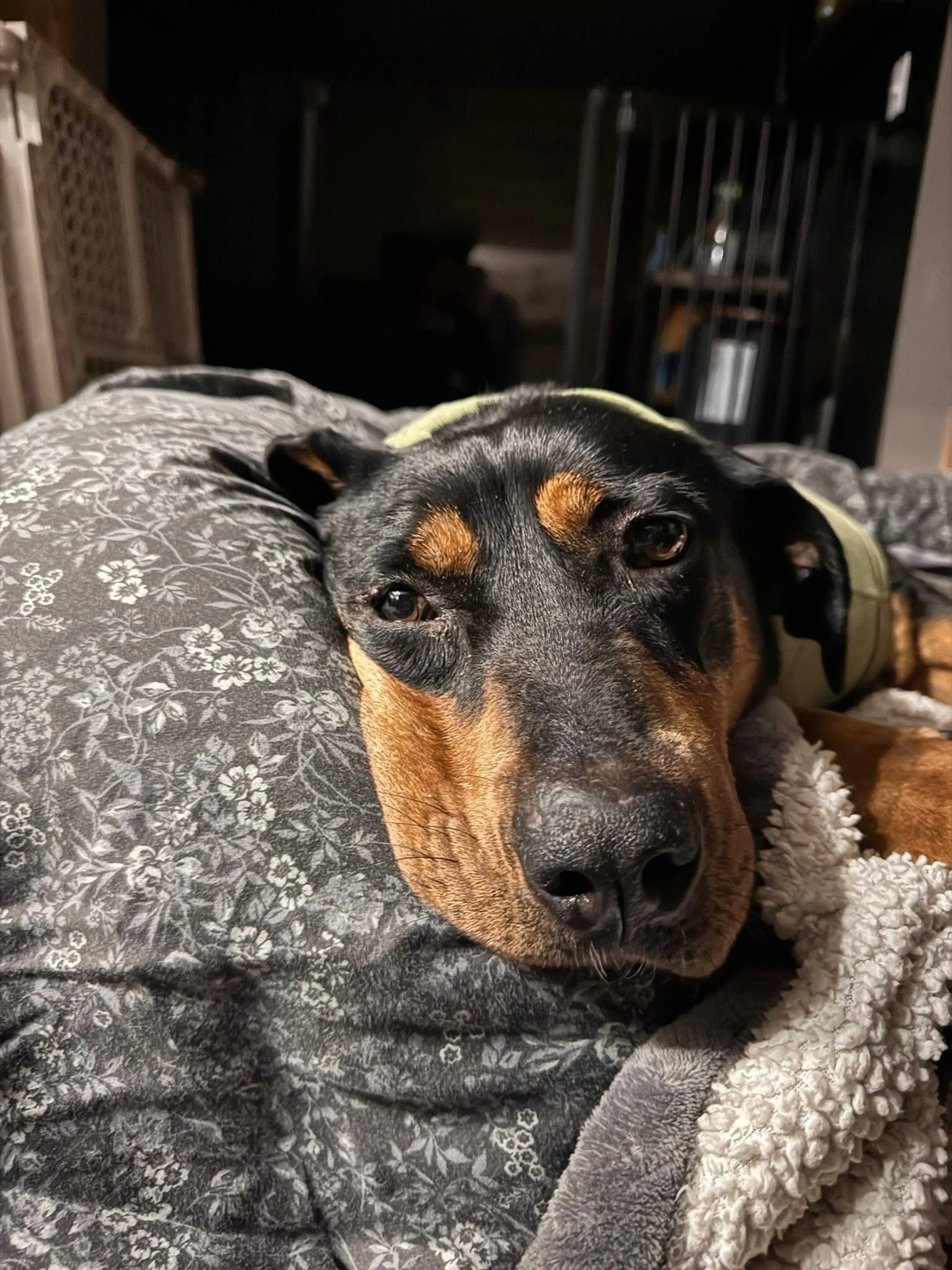 Found pet-1