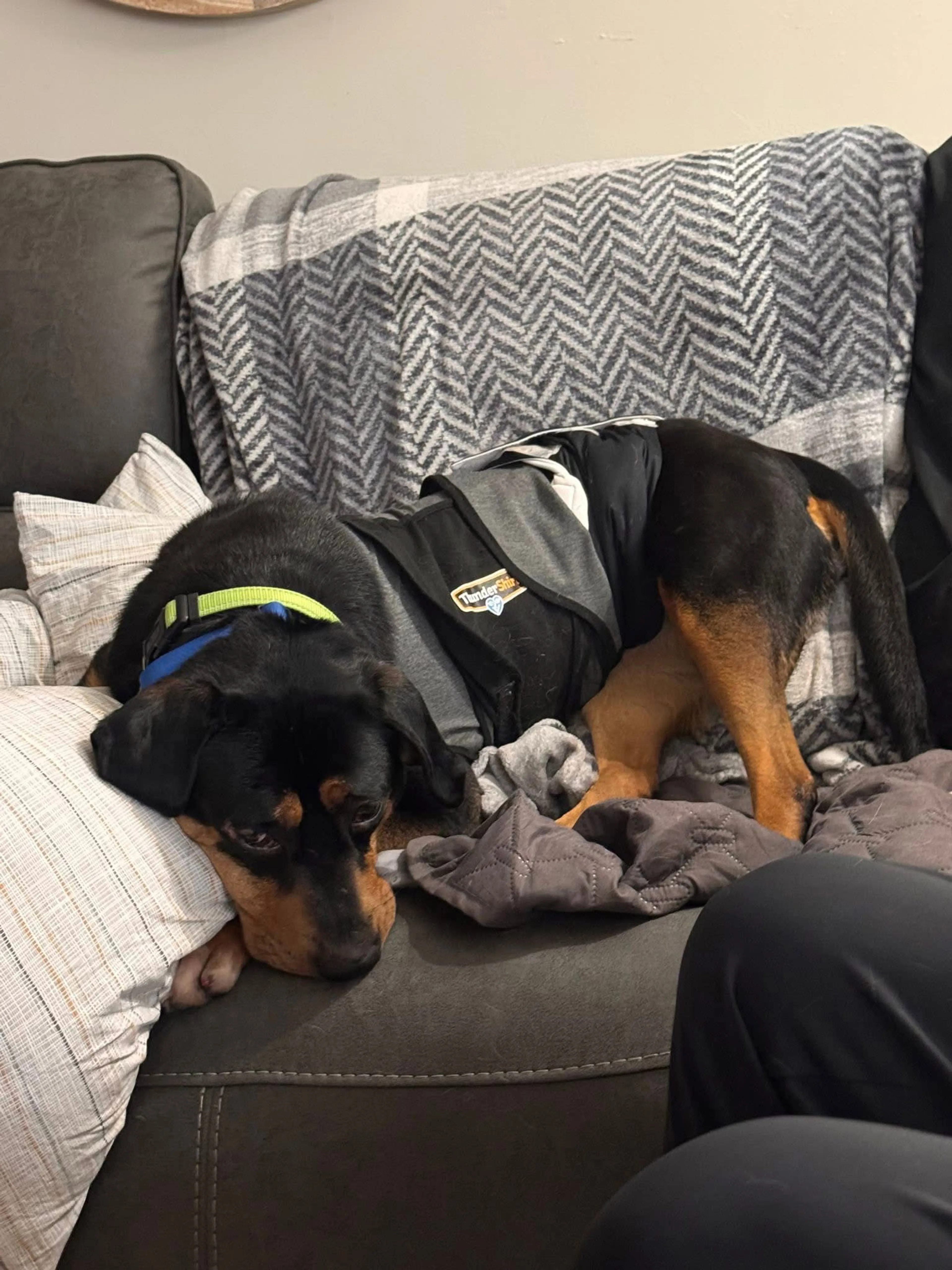 Found pet-2