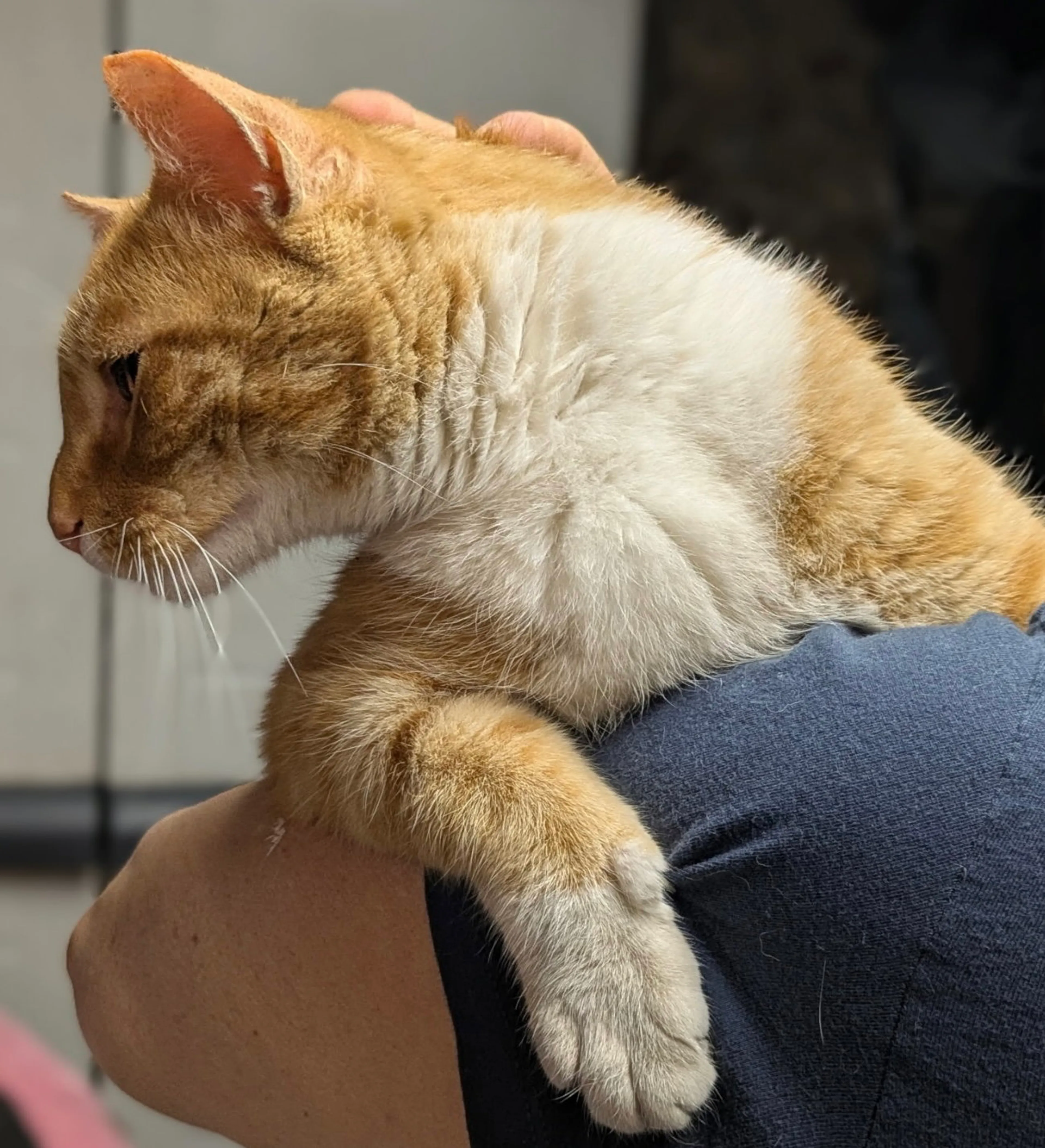 Found pet-2