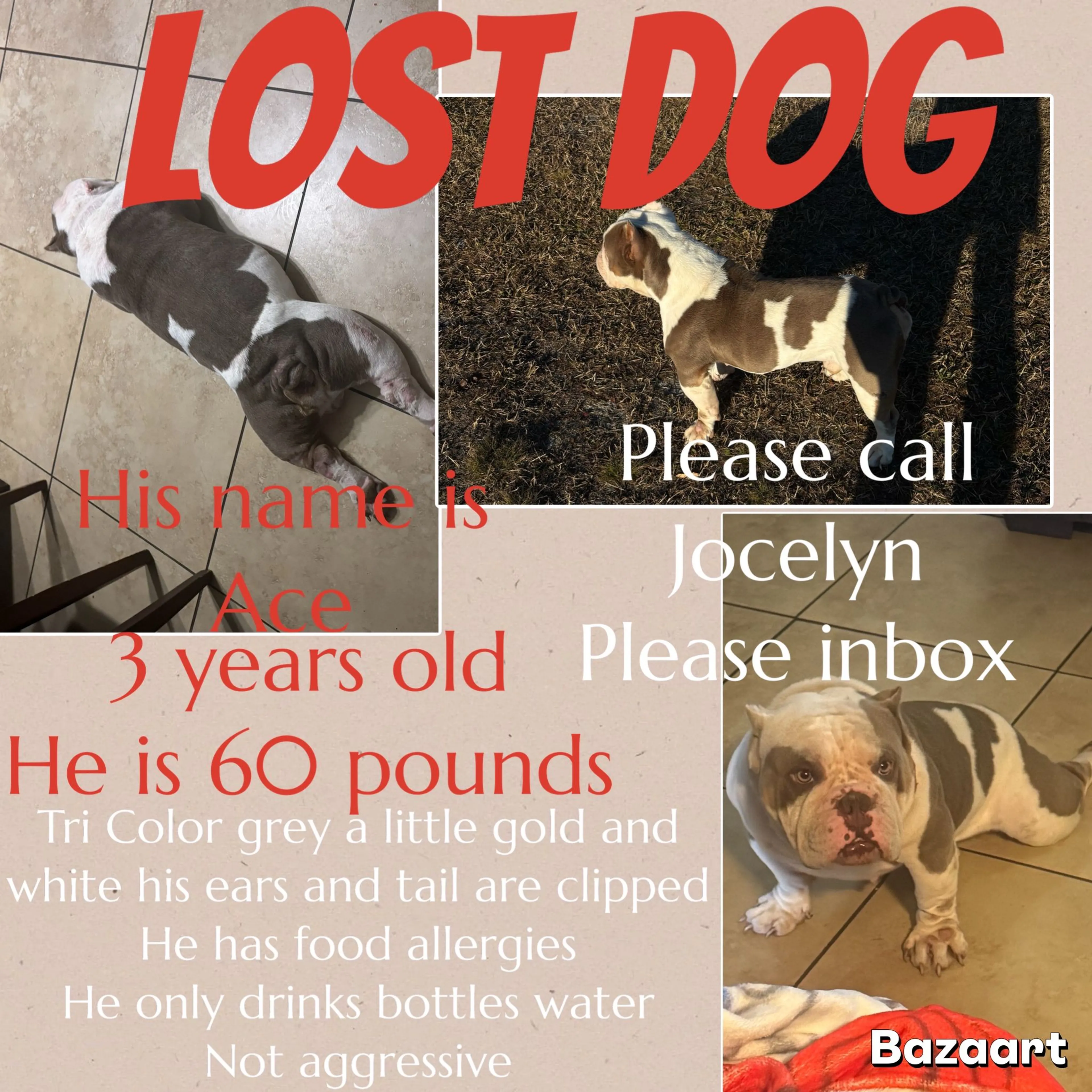 Lost pet
