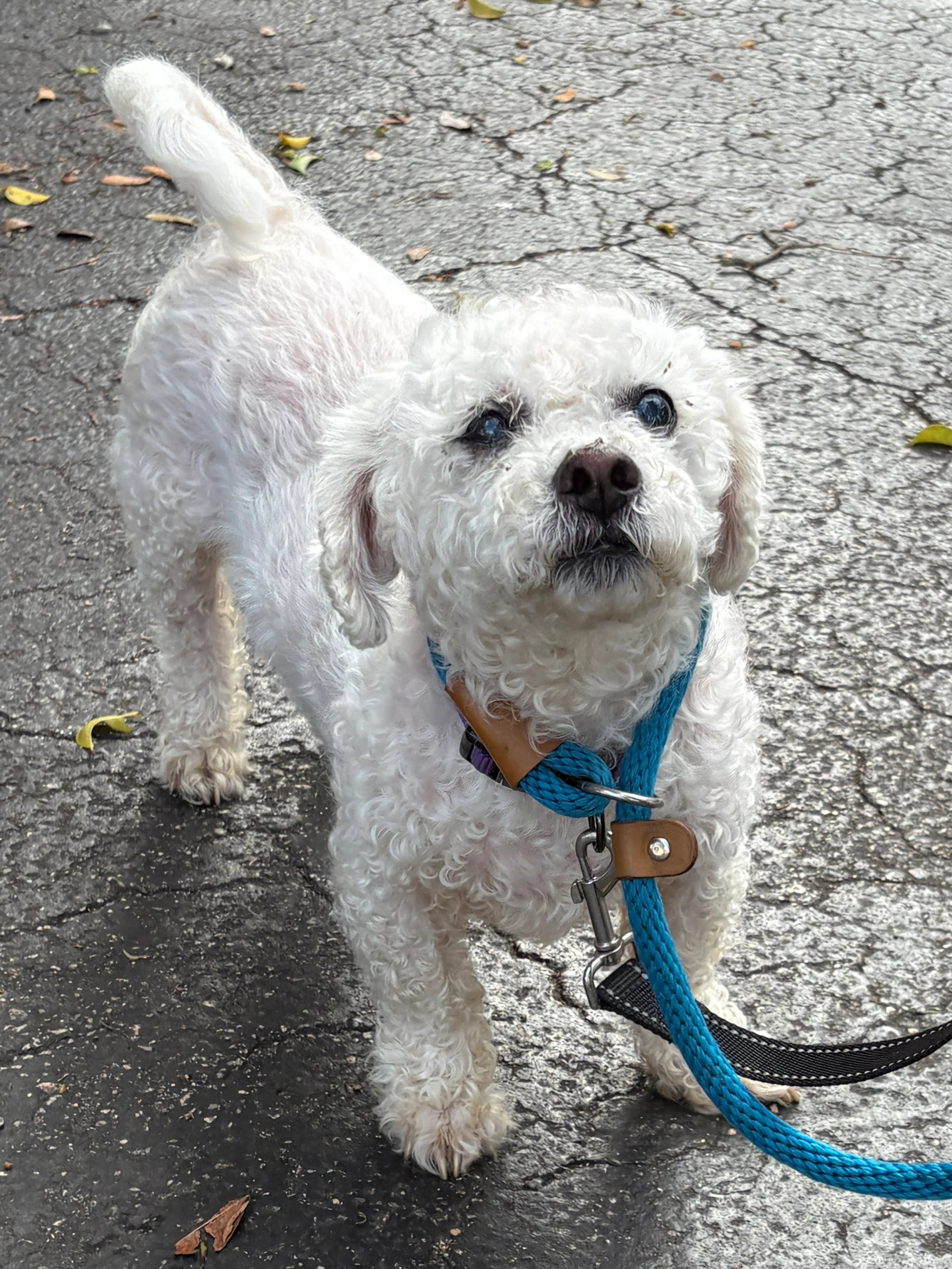 Found pet-4