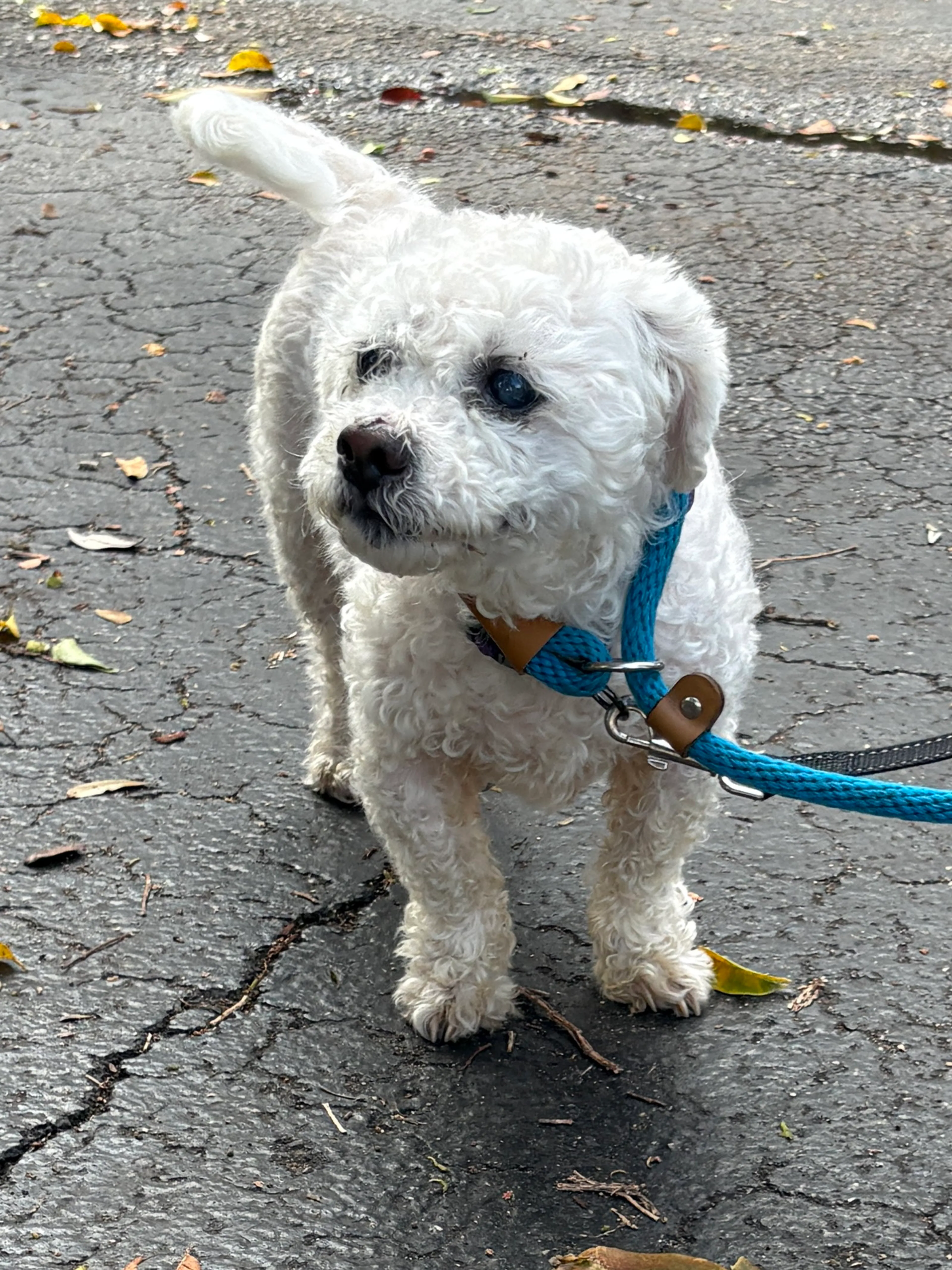 Found pet-1