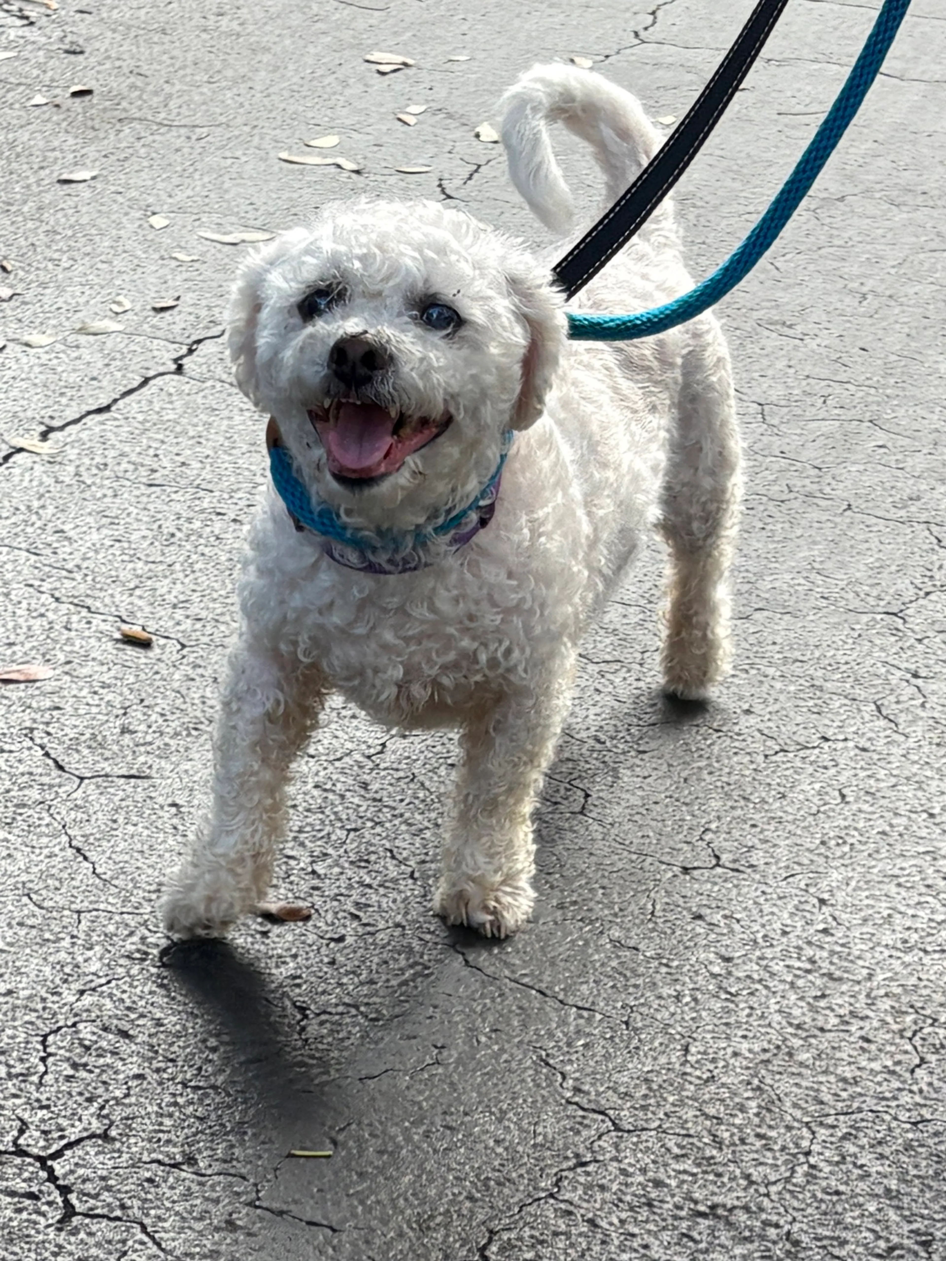 Found pet-3