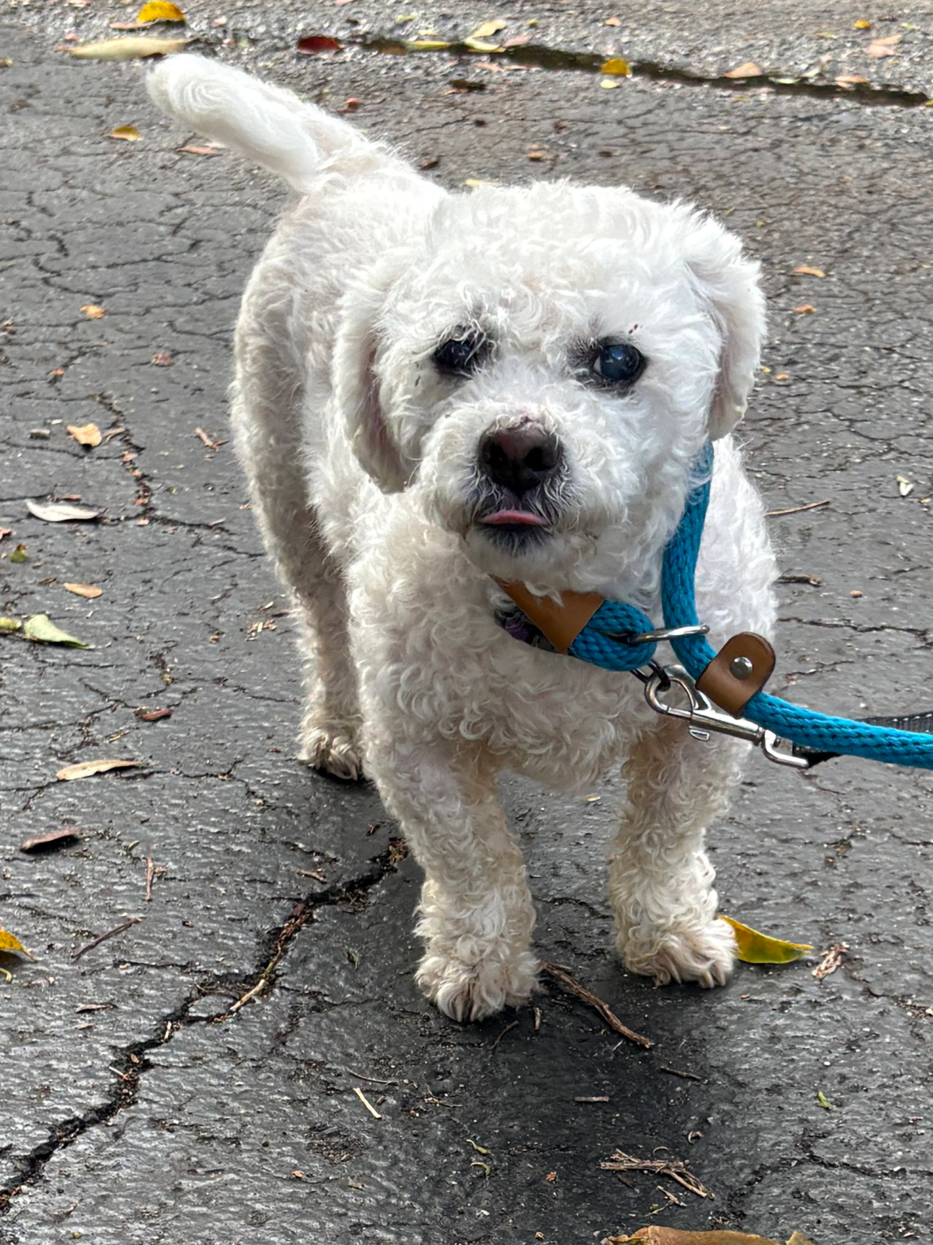 Found pet-2