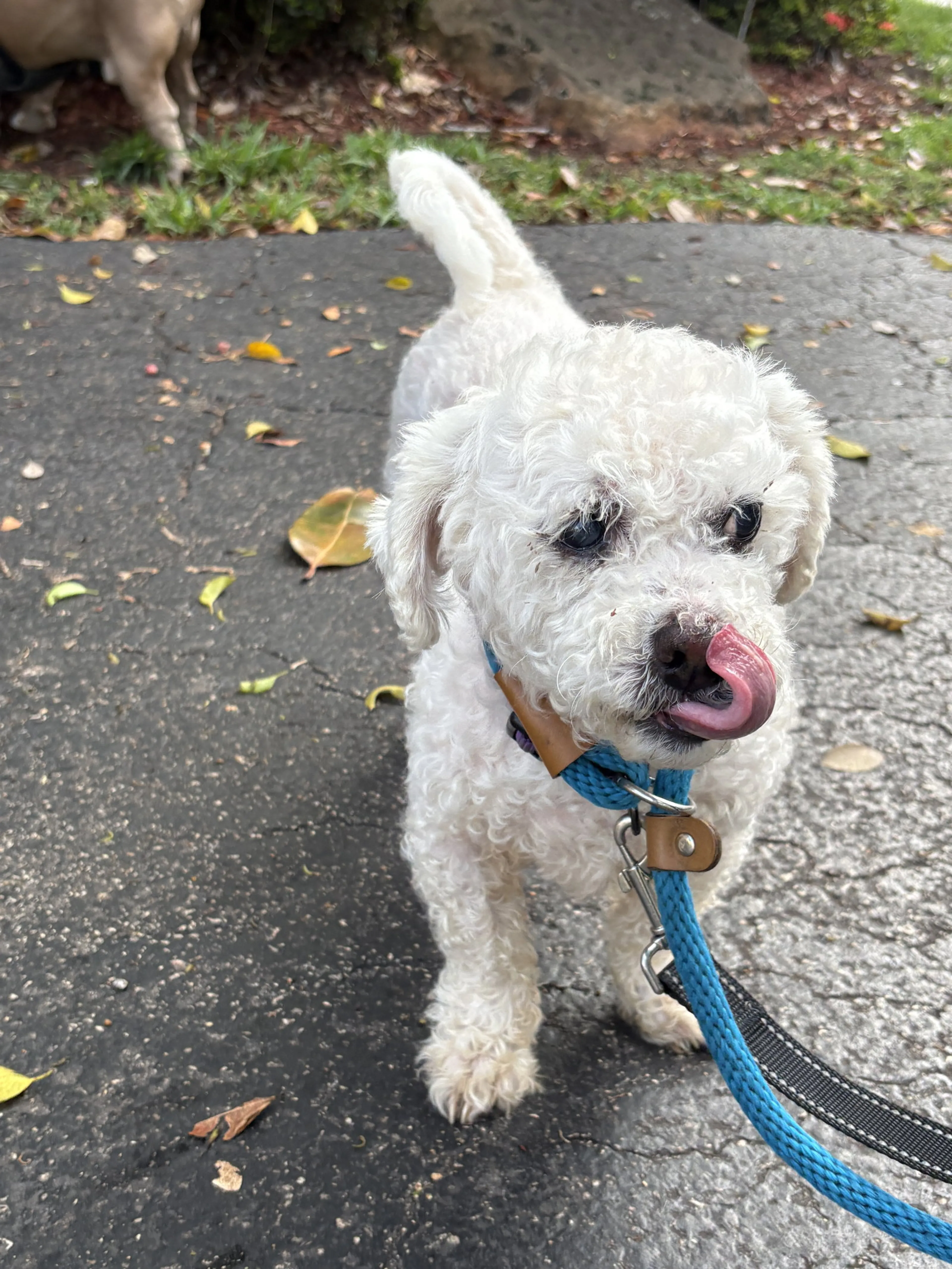 Found pet-5