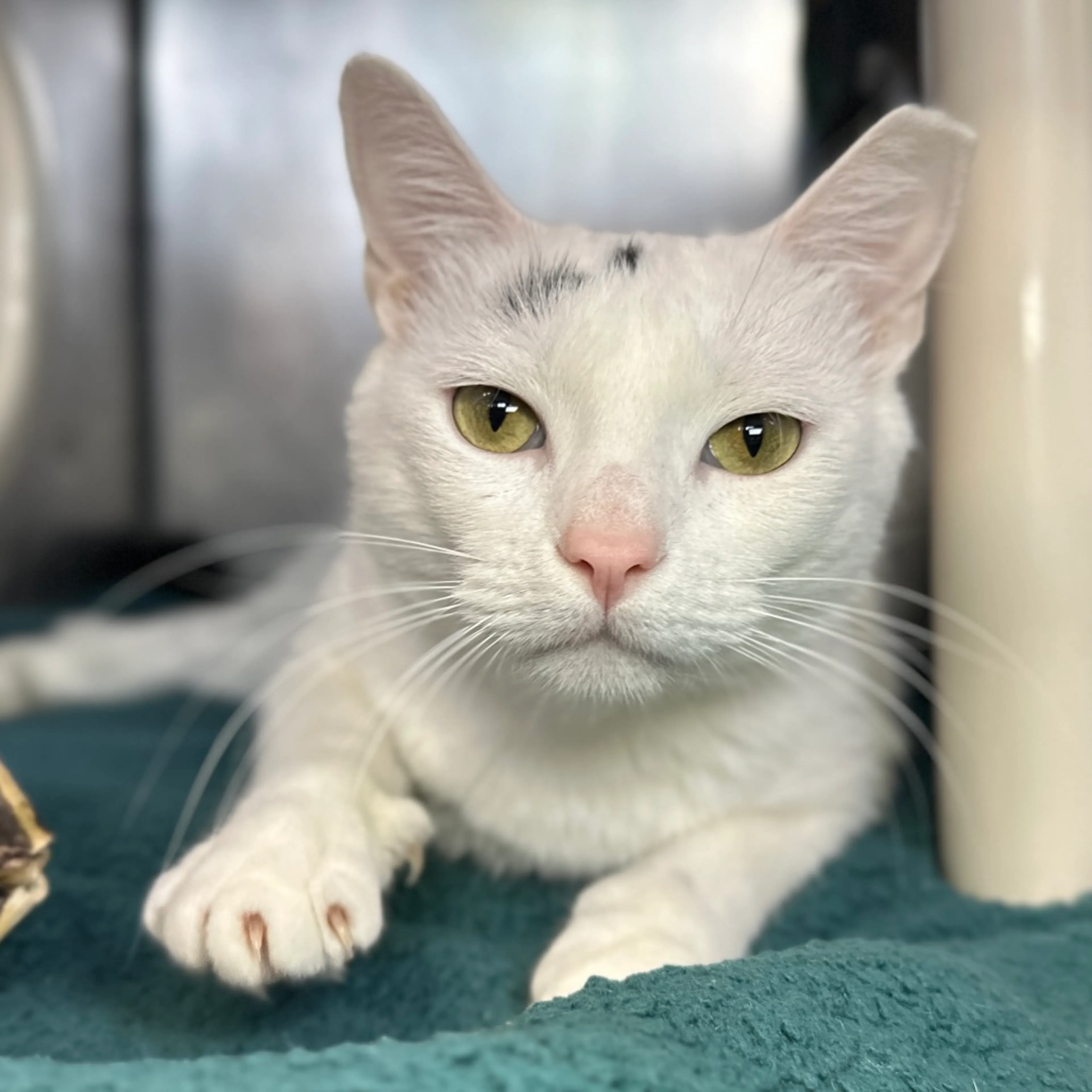 Found pet-3