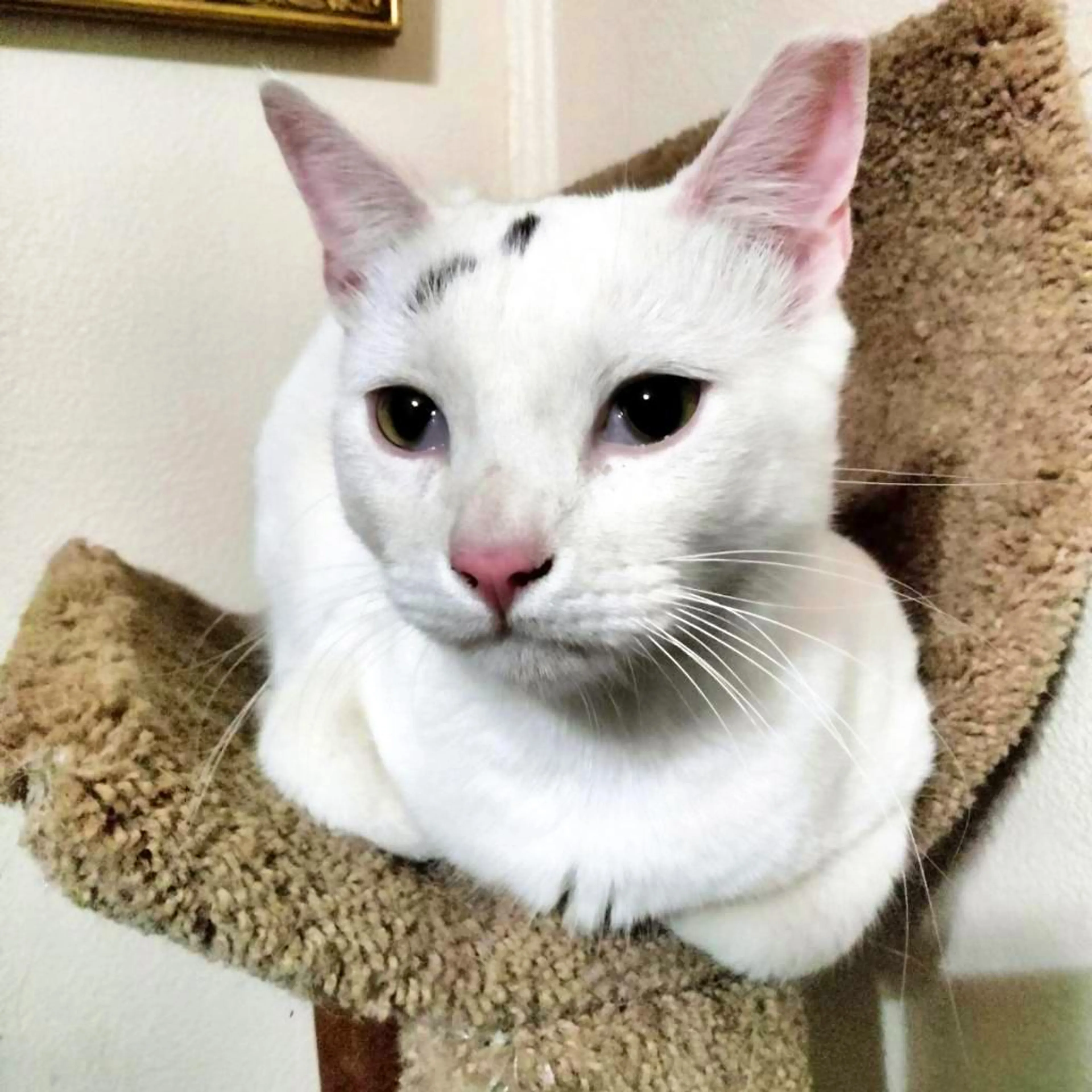Found pet-1