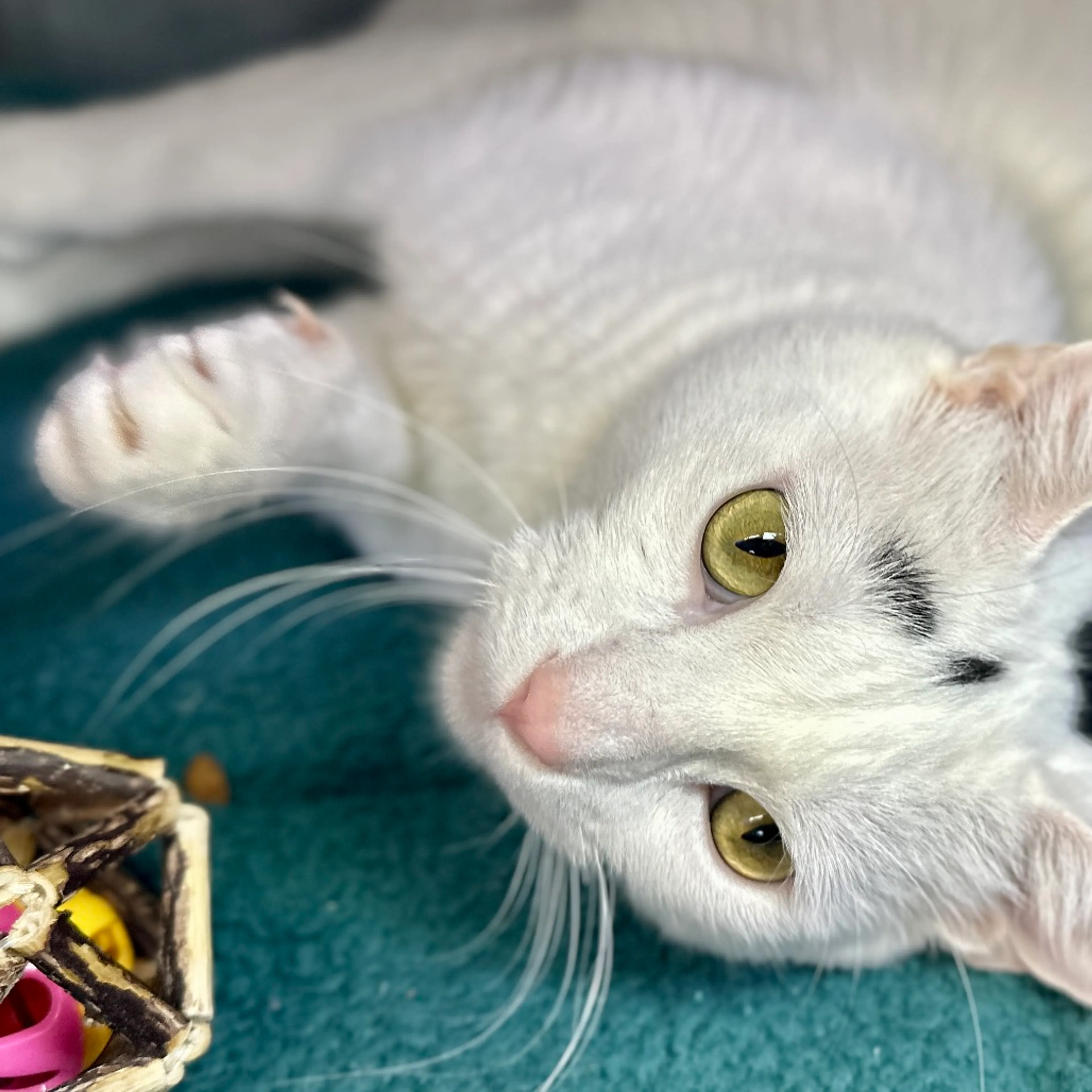 Found pet-4