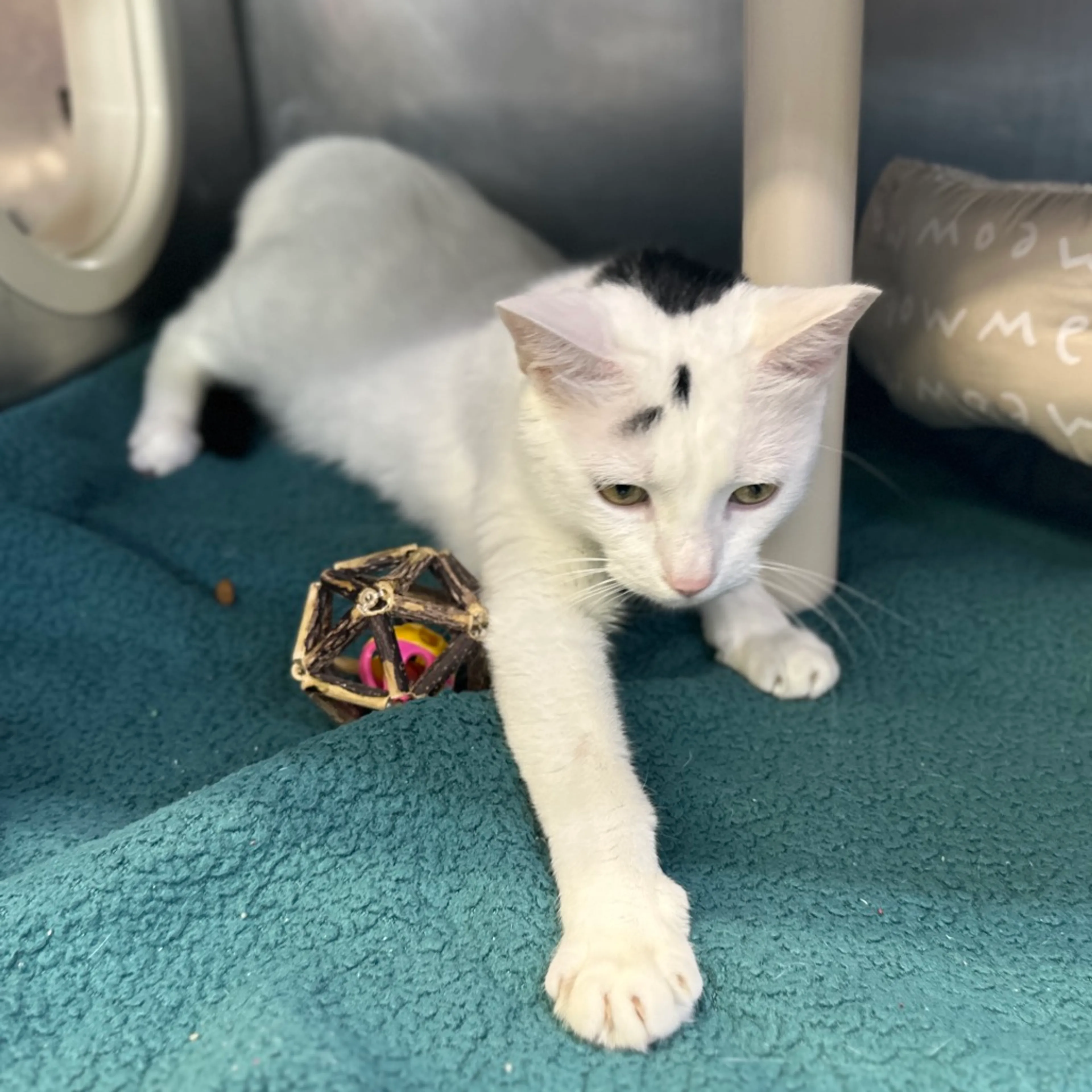 Found pet-2