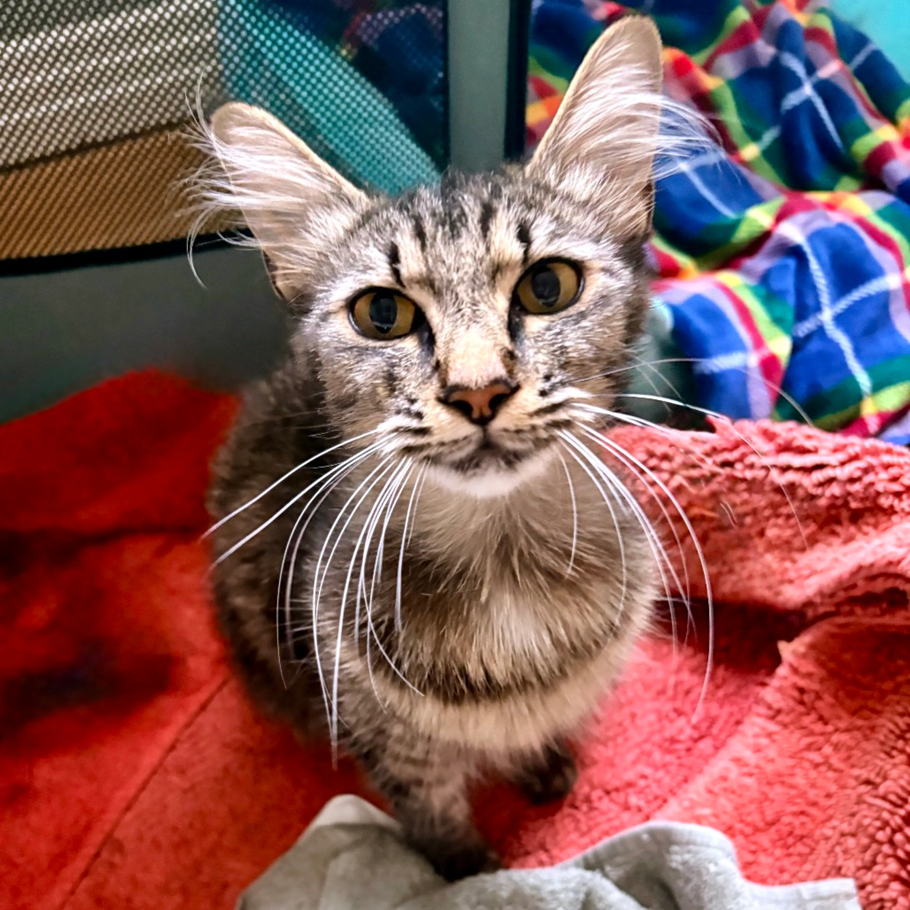 Found pet-2
