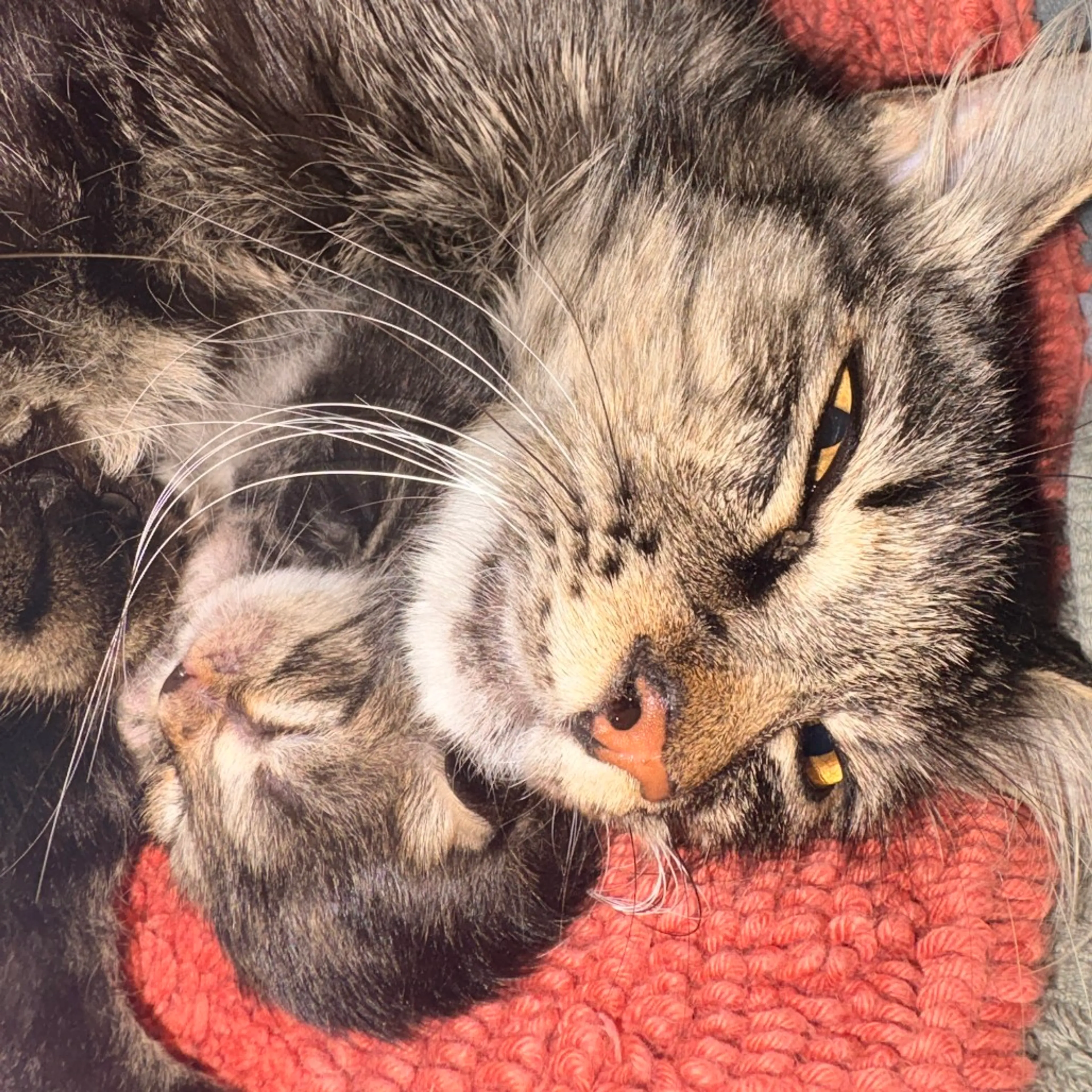 Found pet-4