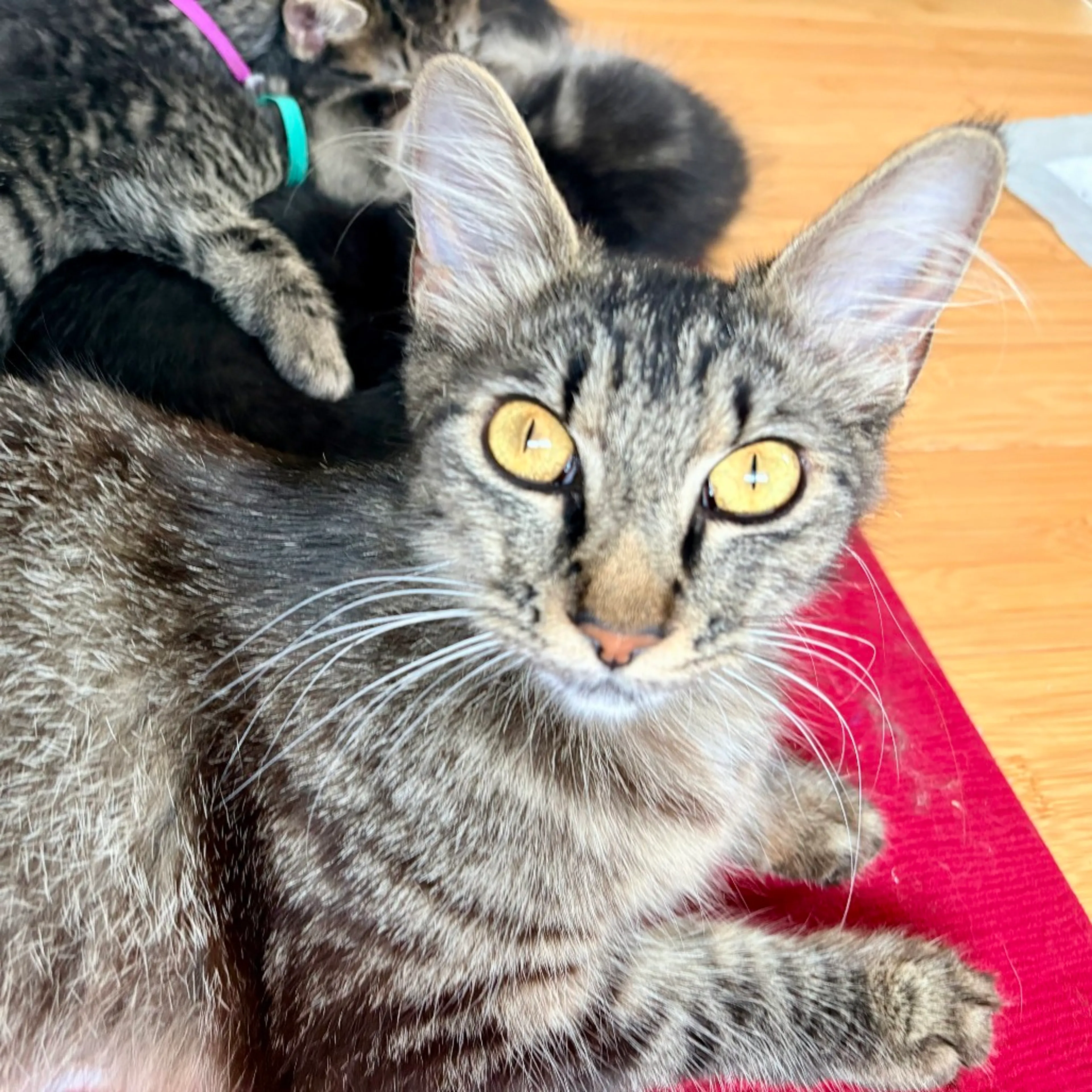 Found pet-8