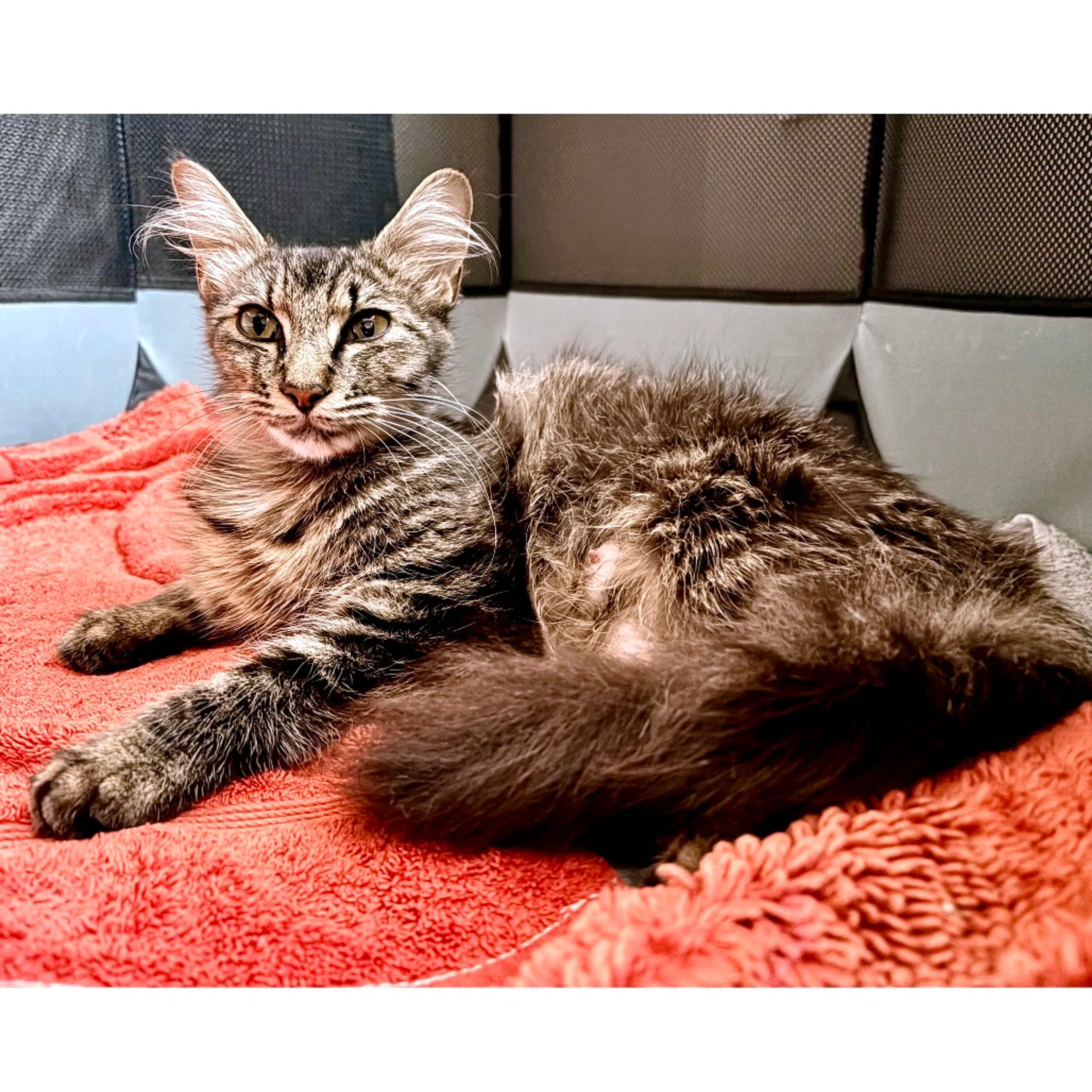Found pet-1