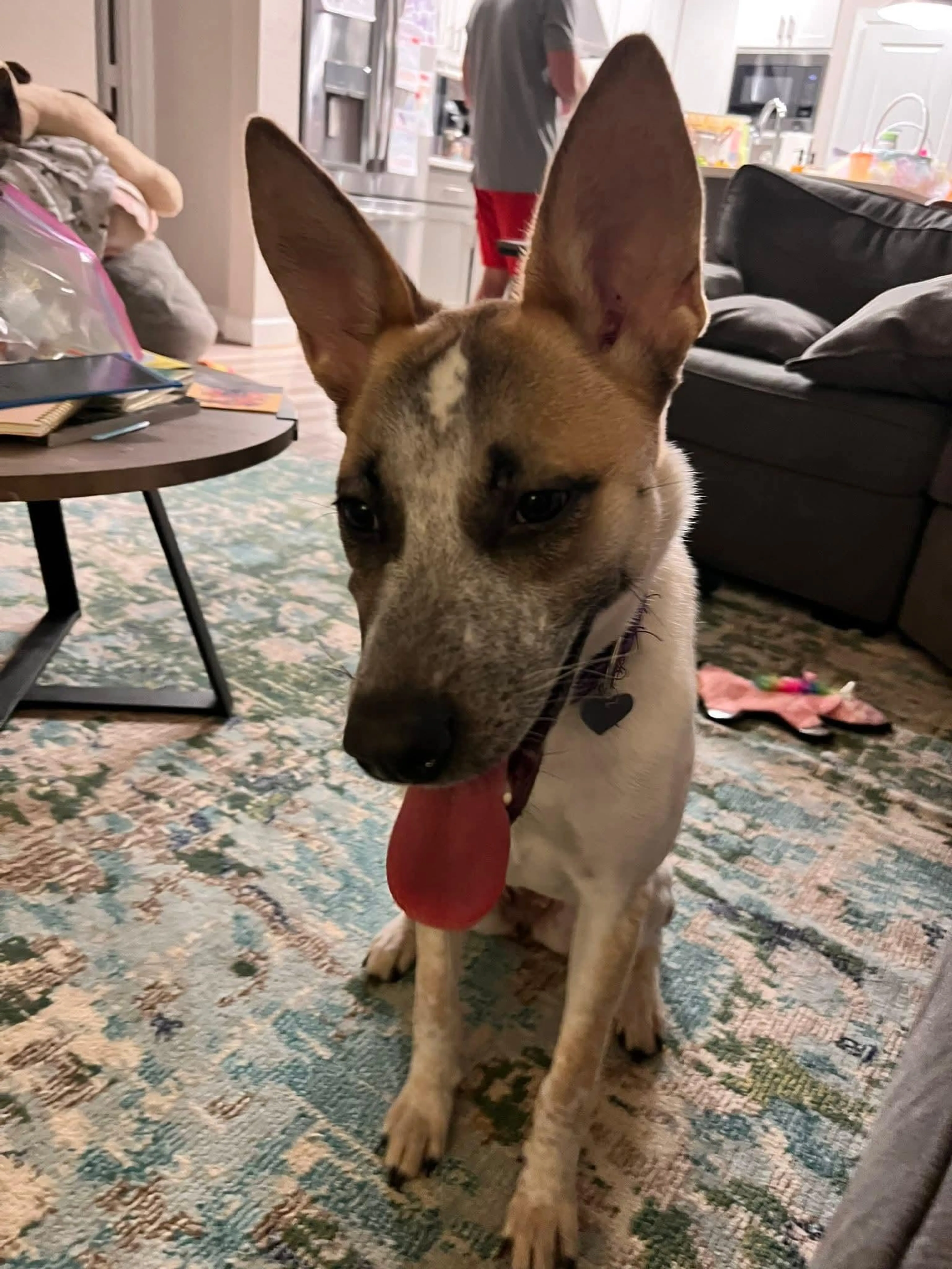 Found pet-0