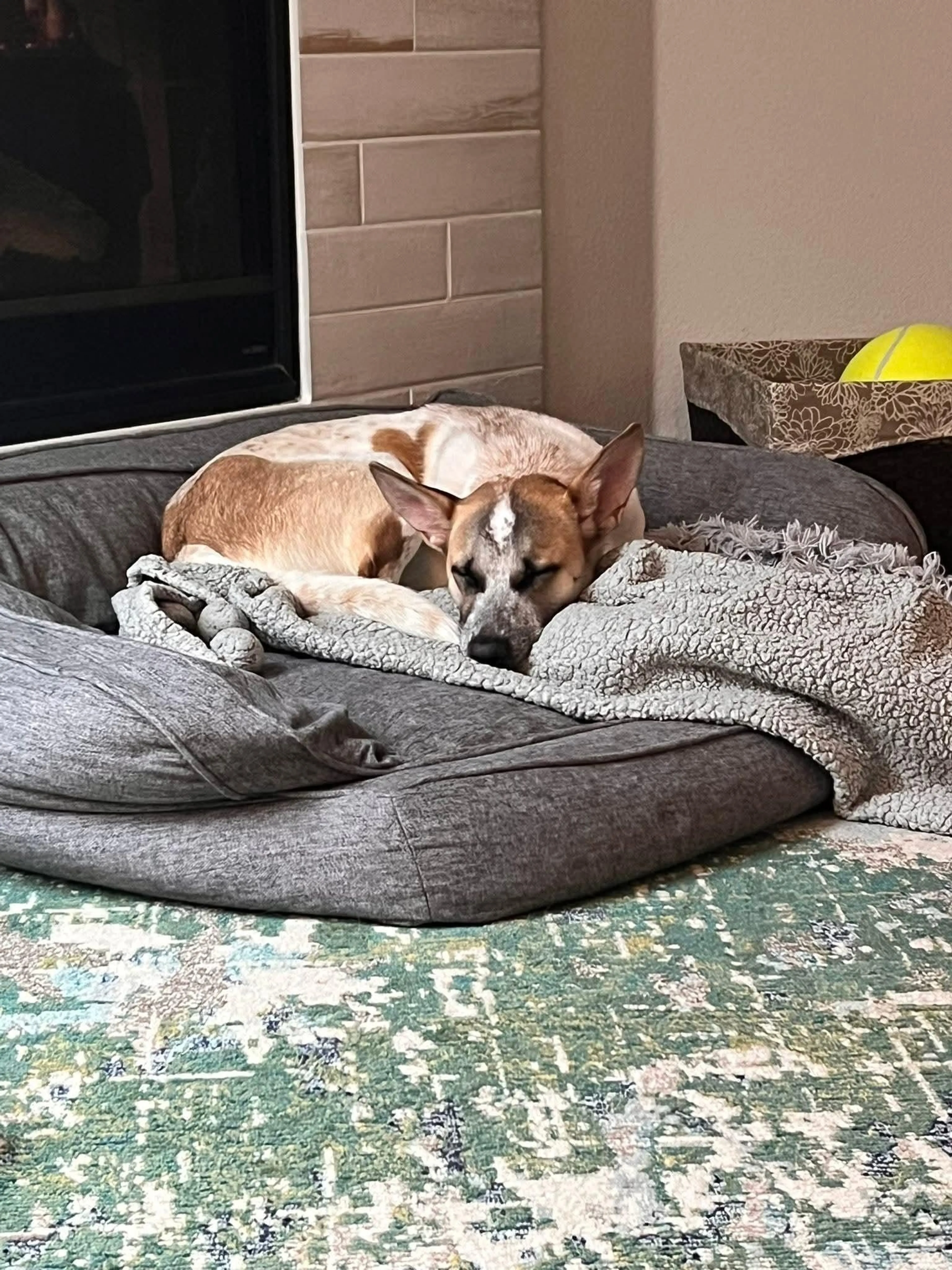 Found pet-4