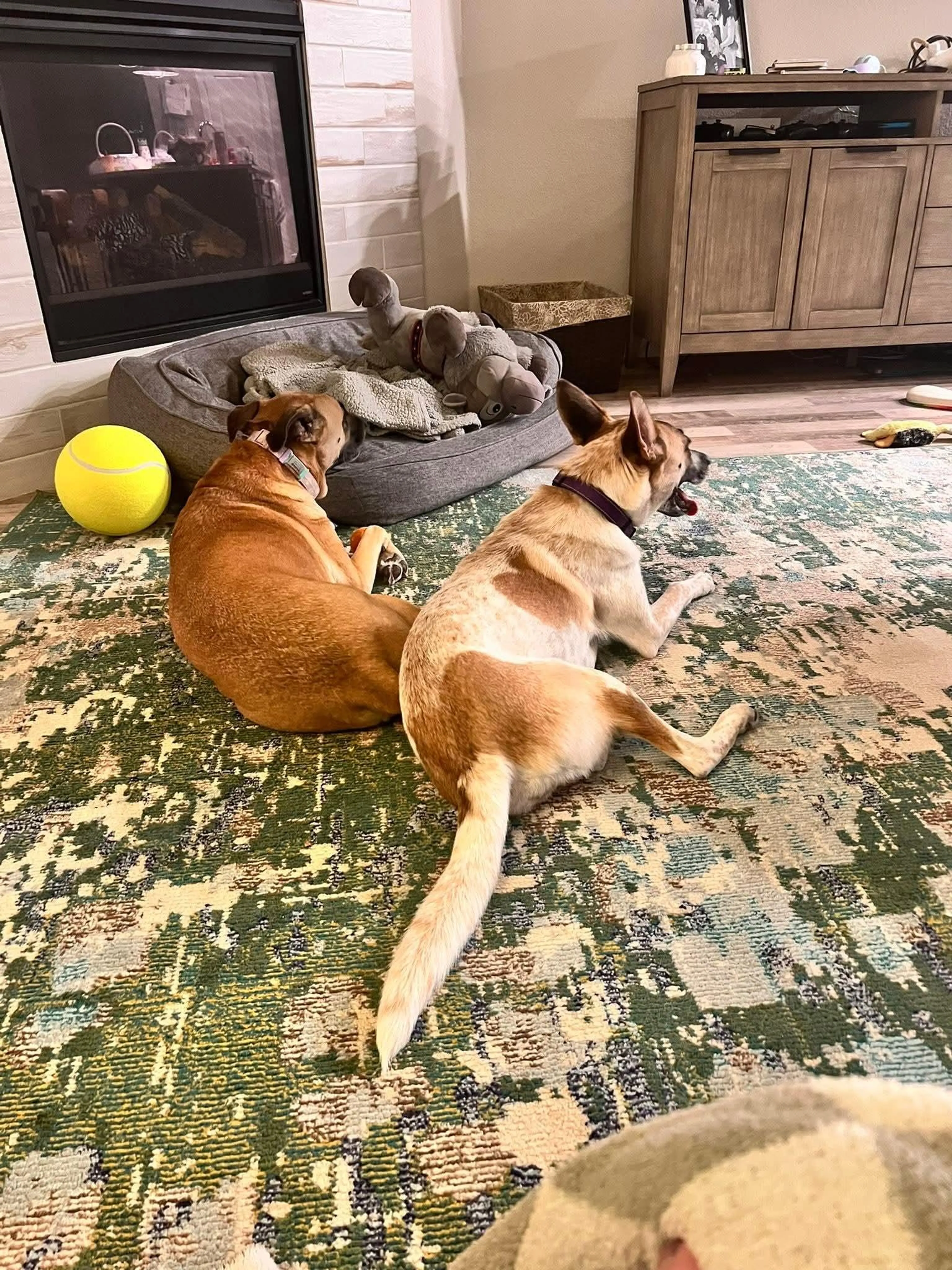 Found pet-3