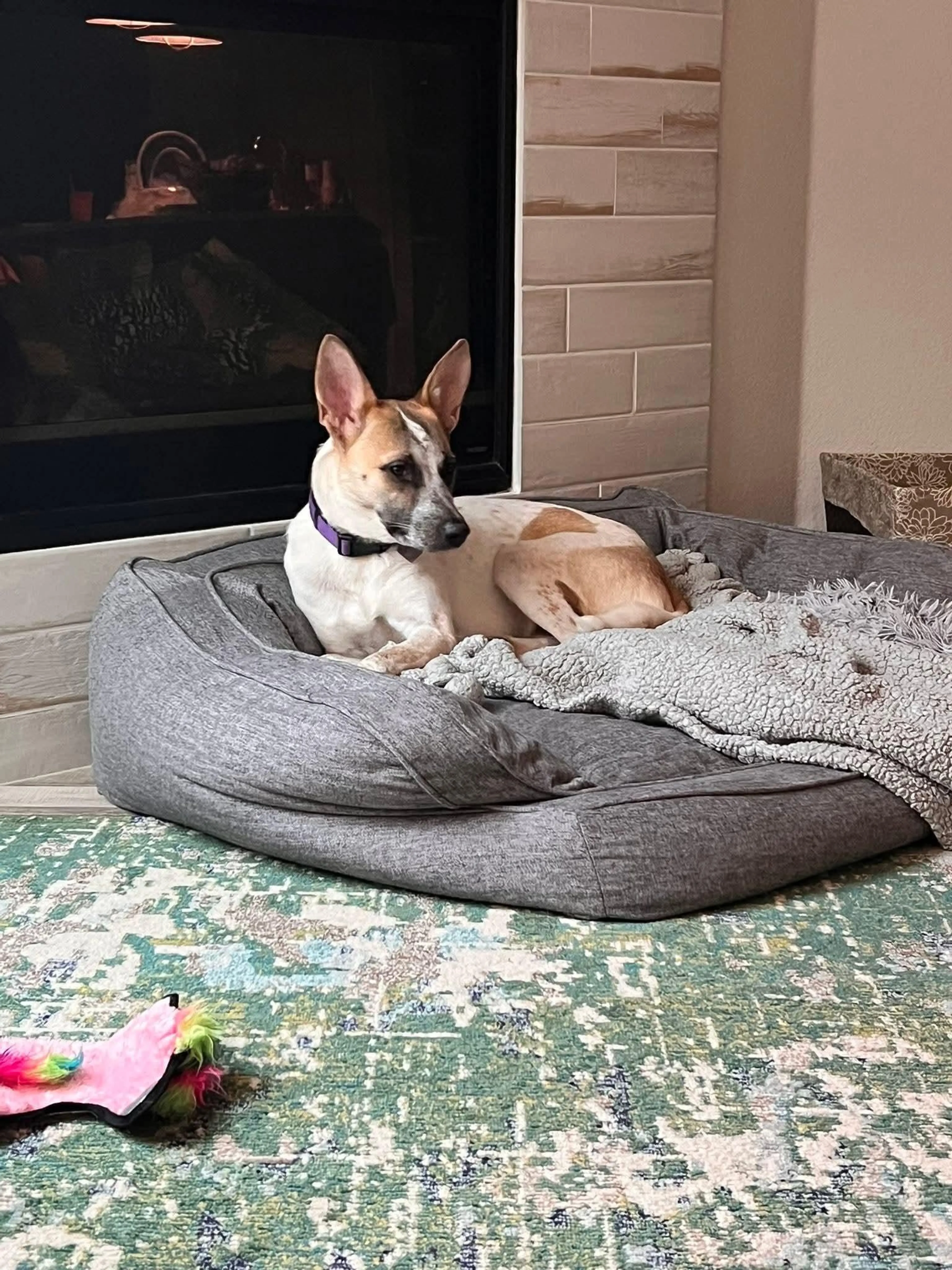Found pet-1
