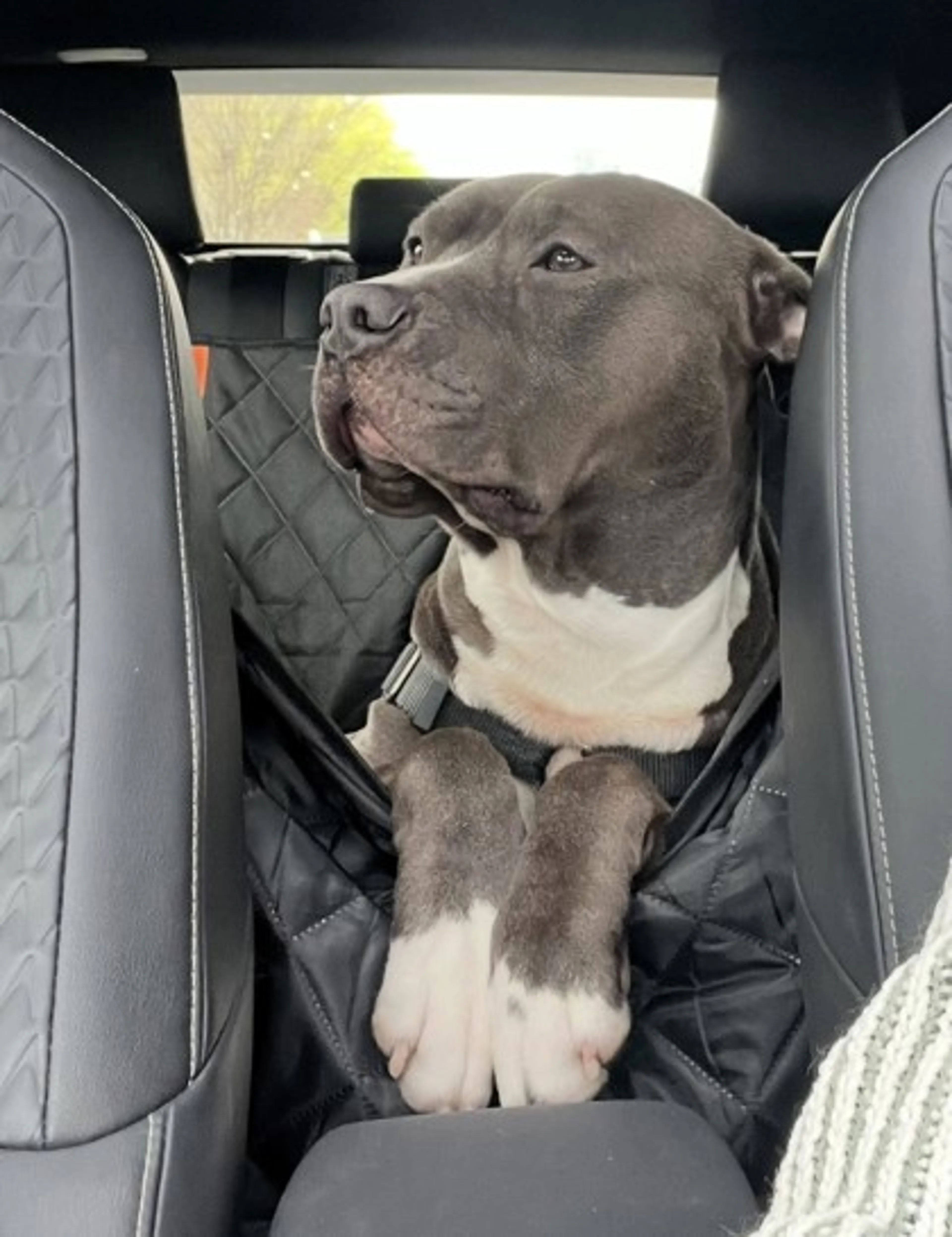 Found pet-1