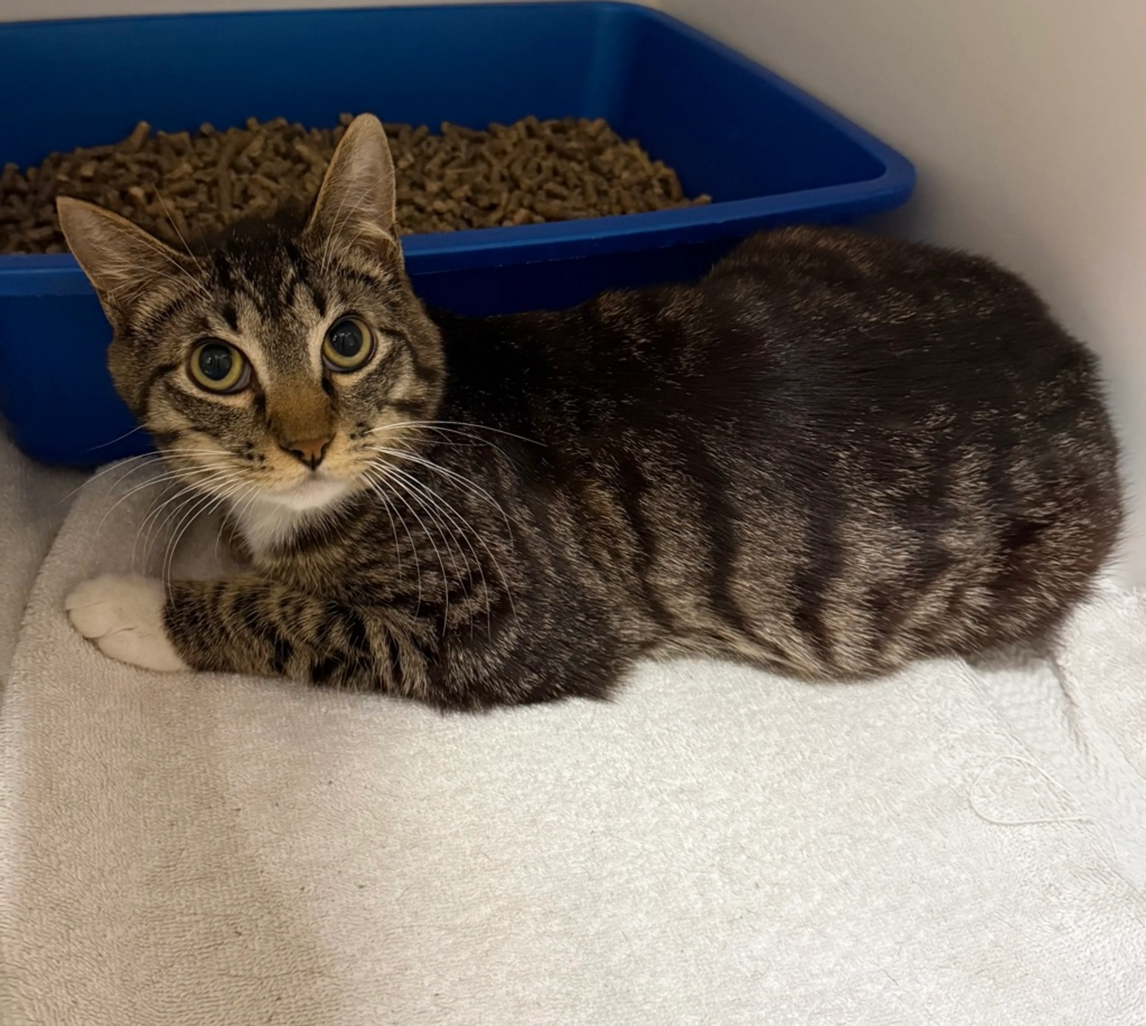 Found pet-1