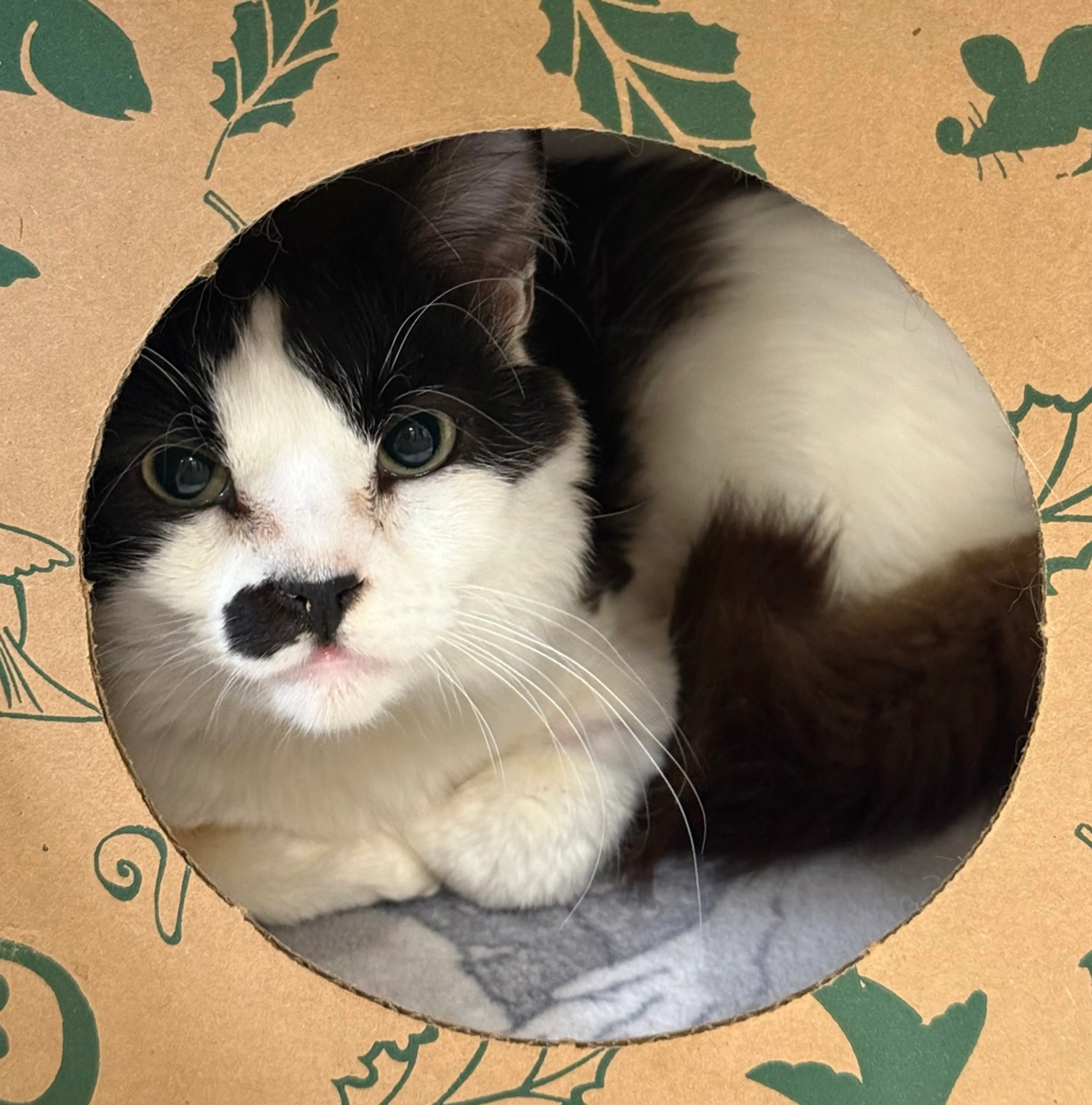 Found pet