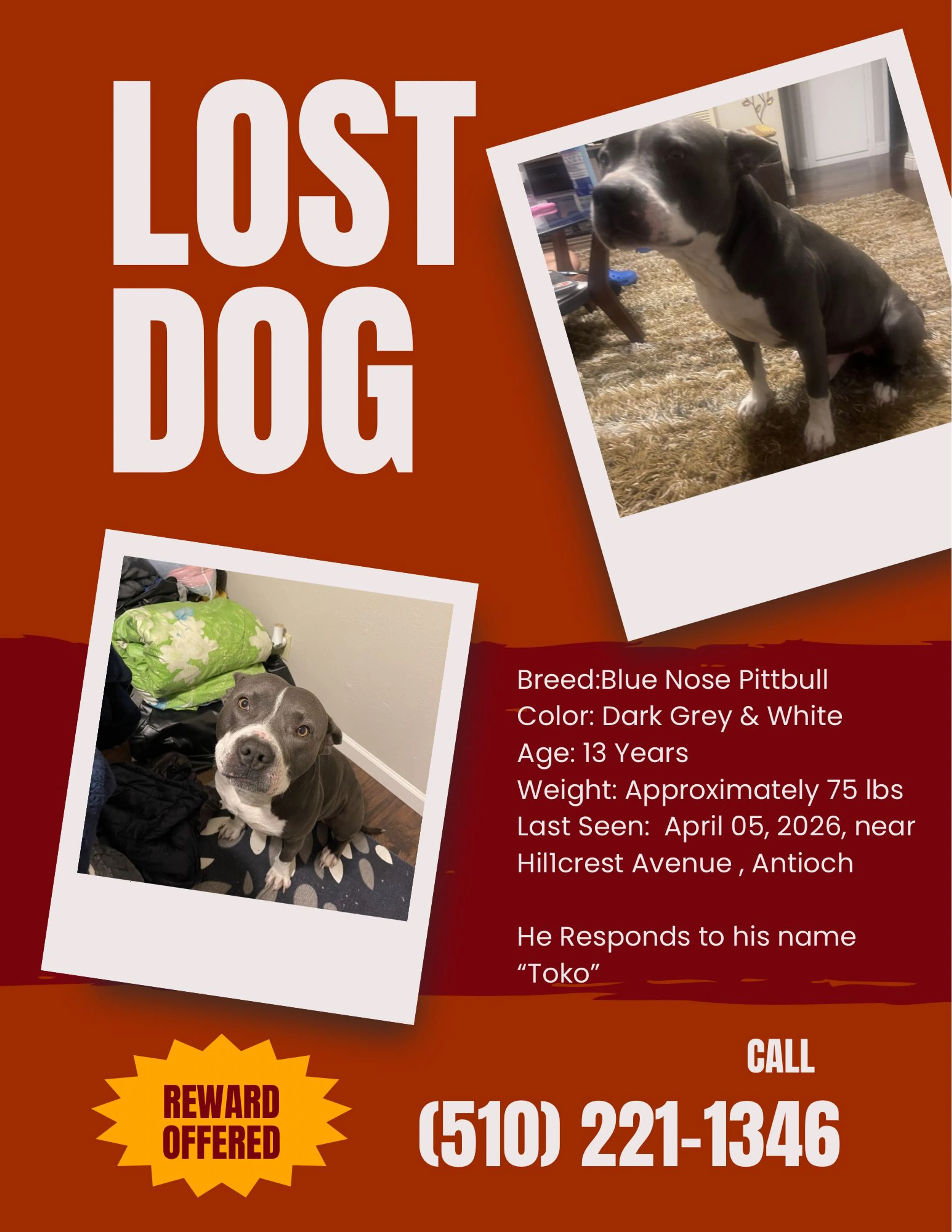 Lost pet
