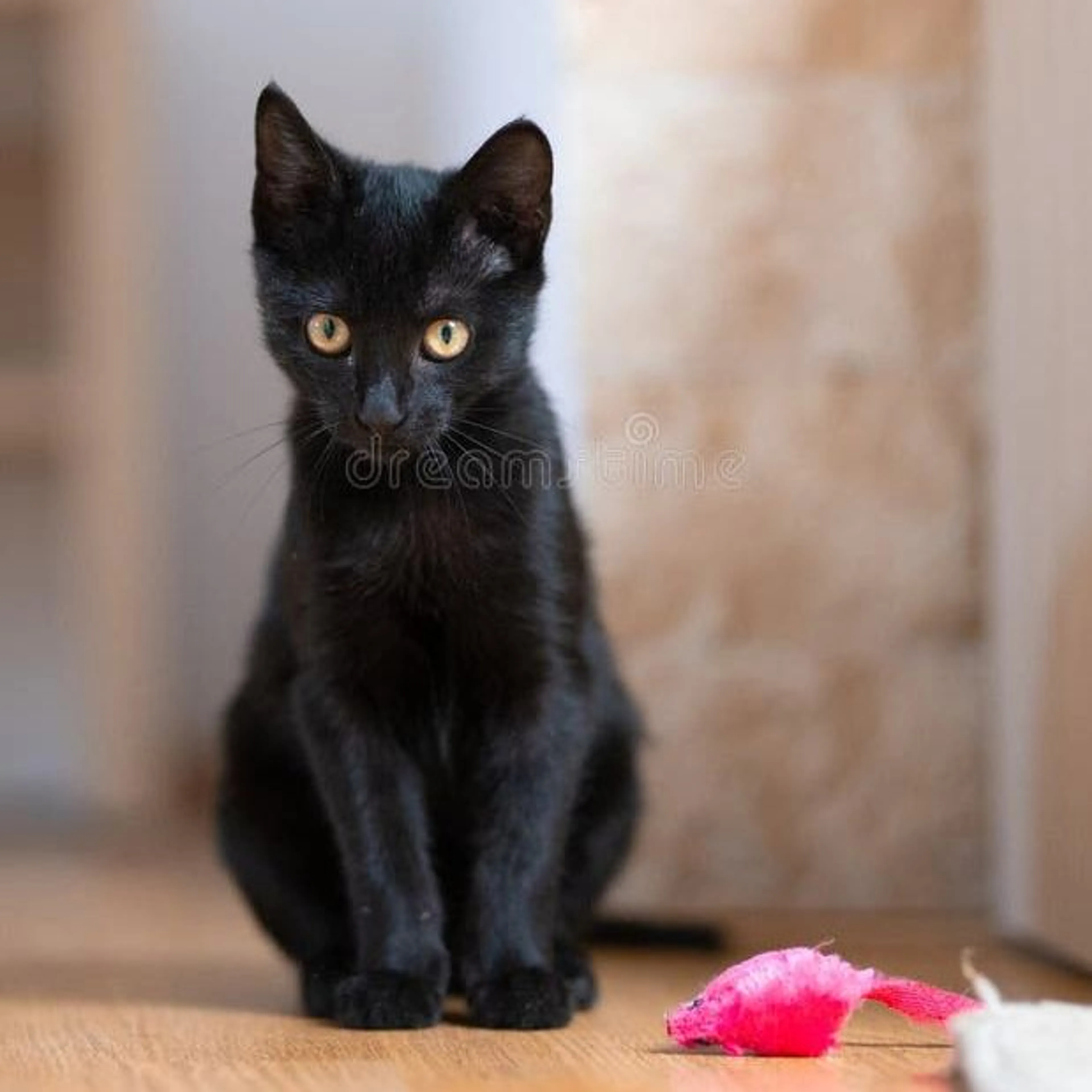 Lost pet