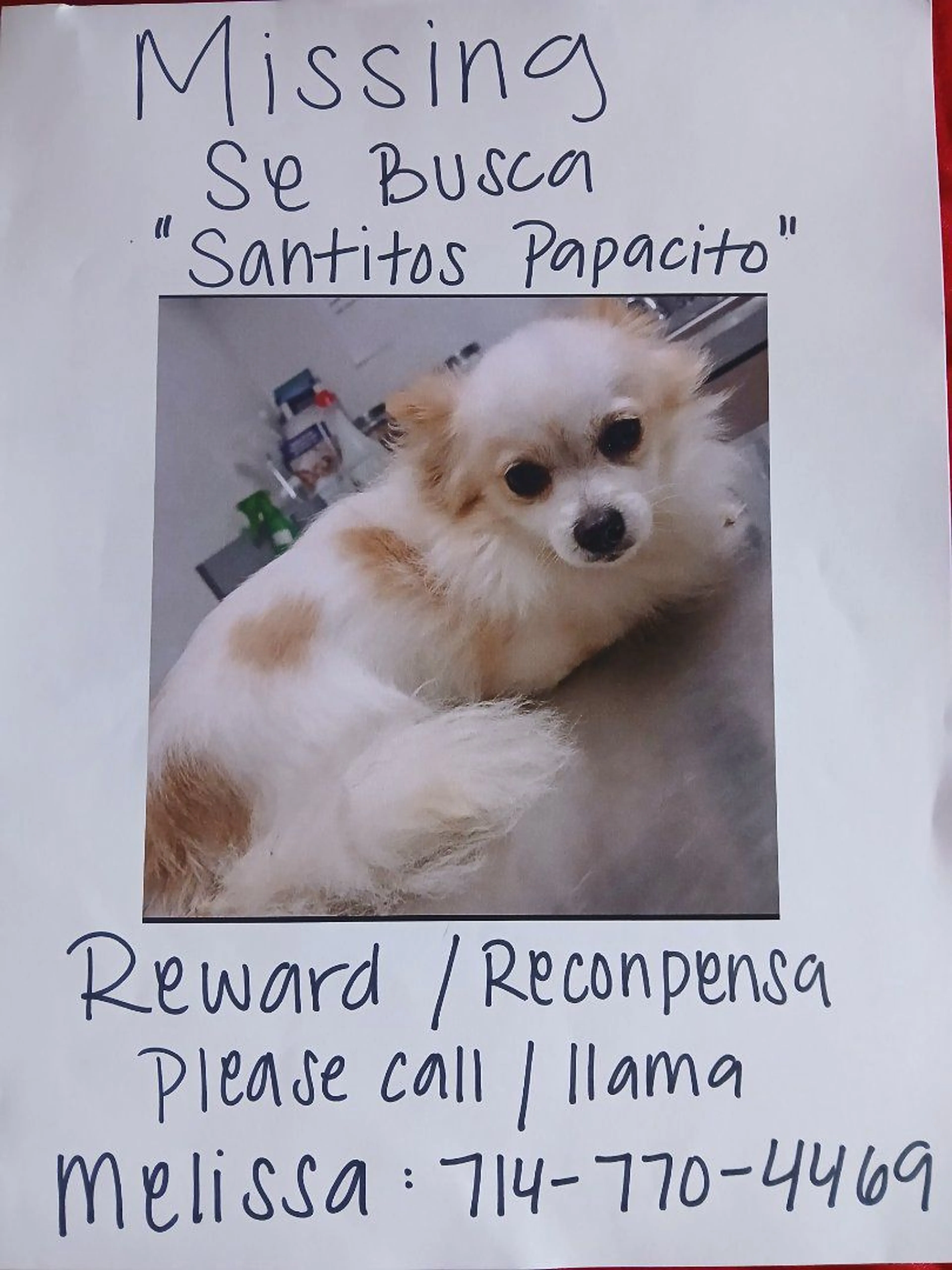 Lost pet