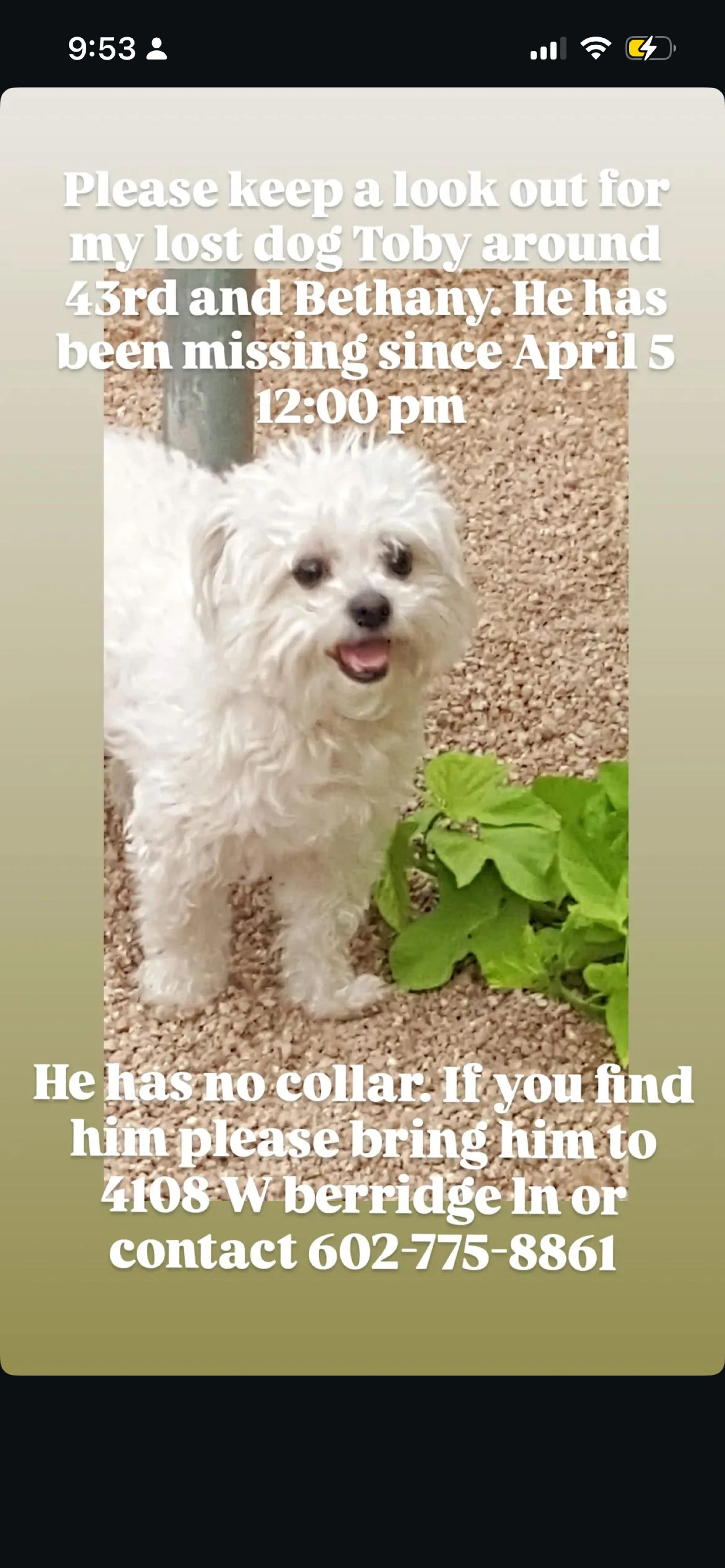 Lost pet