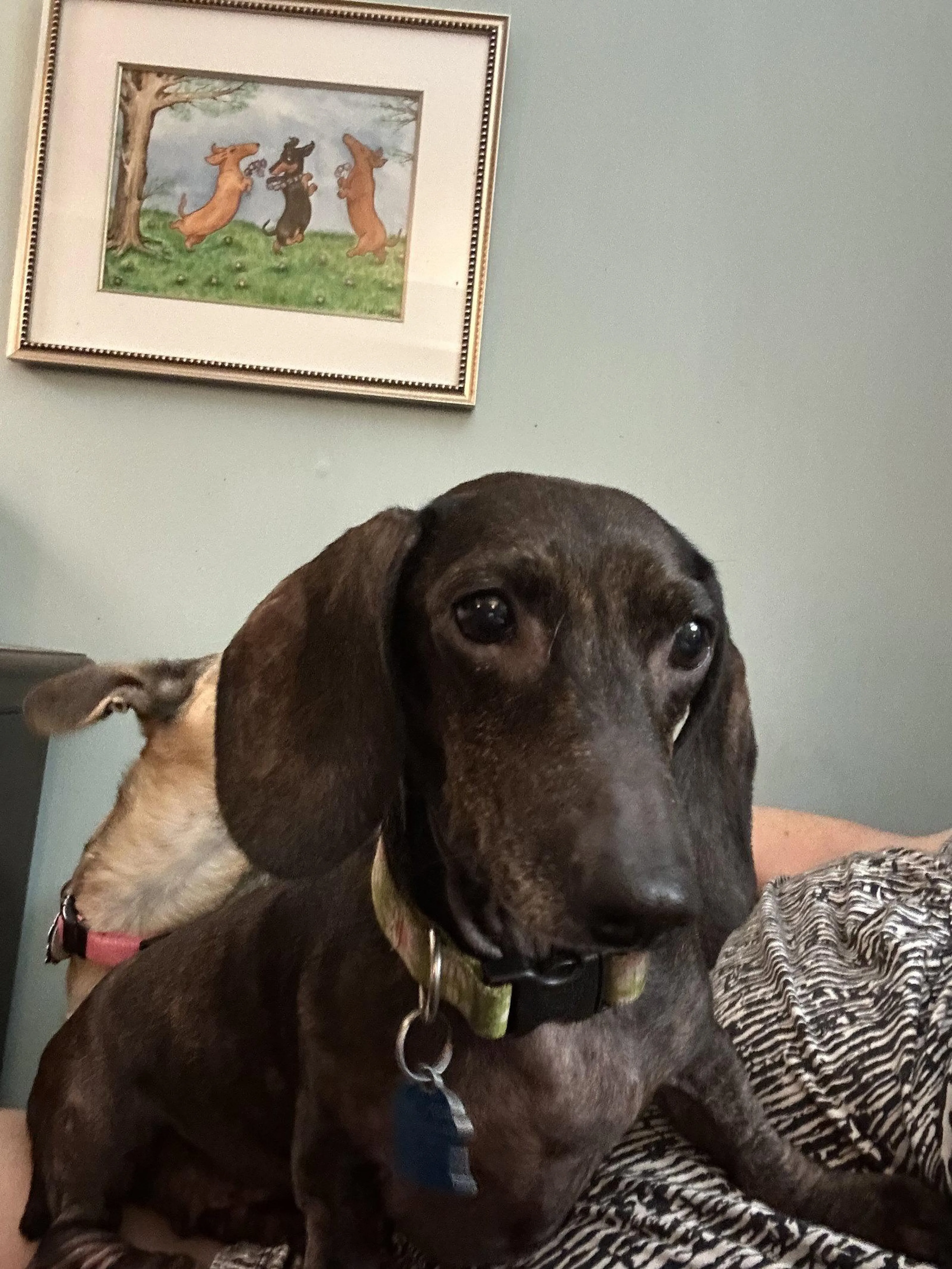 Found pet-1